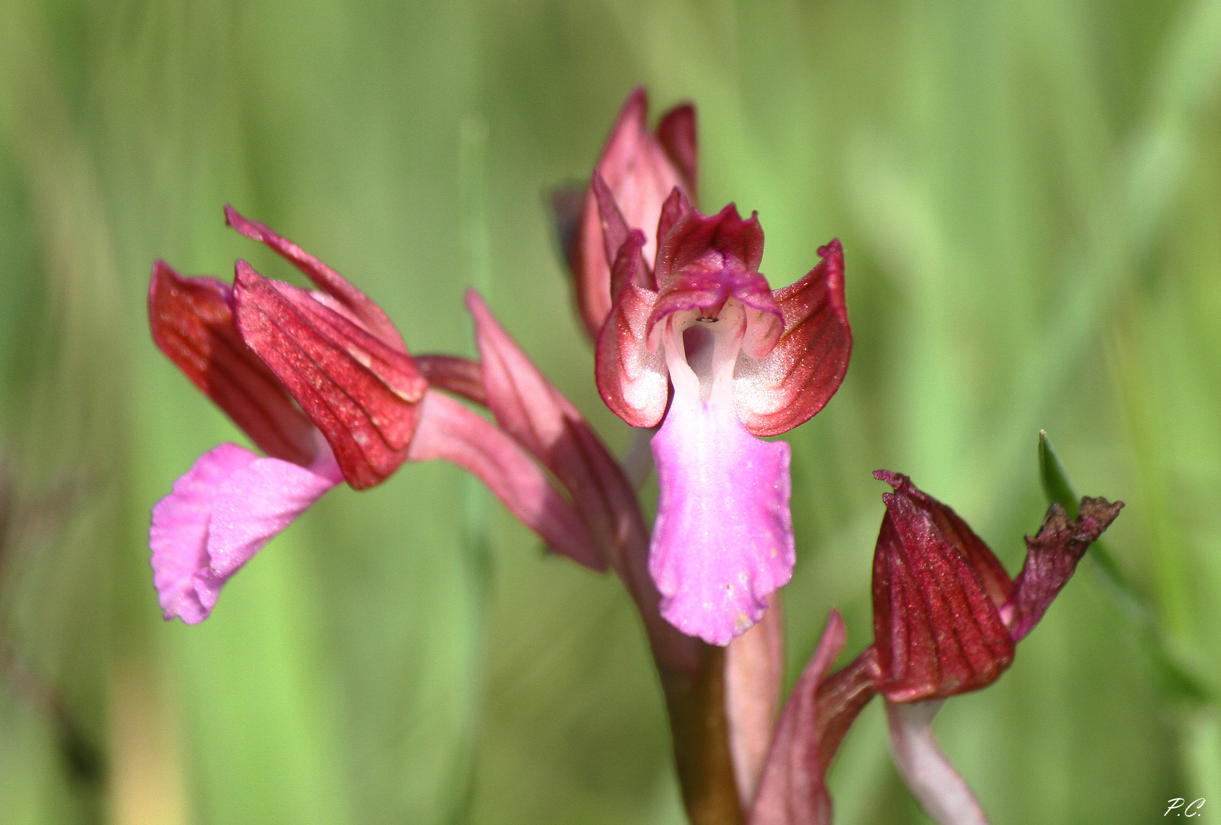 in mouth to the wild orchiddea