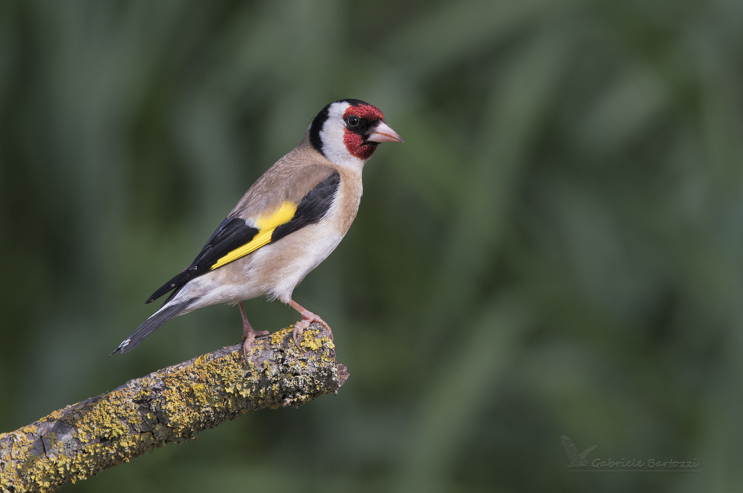 Goldfinch