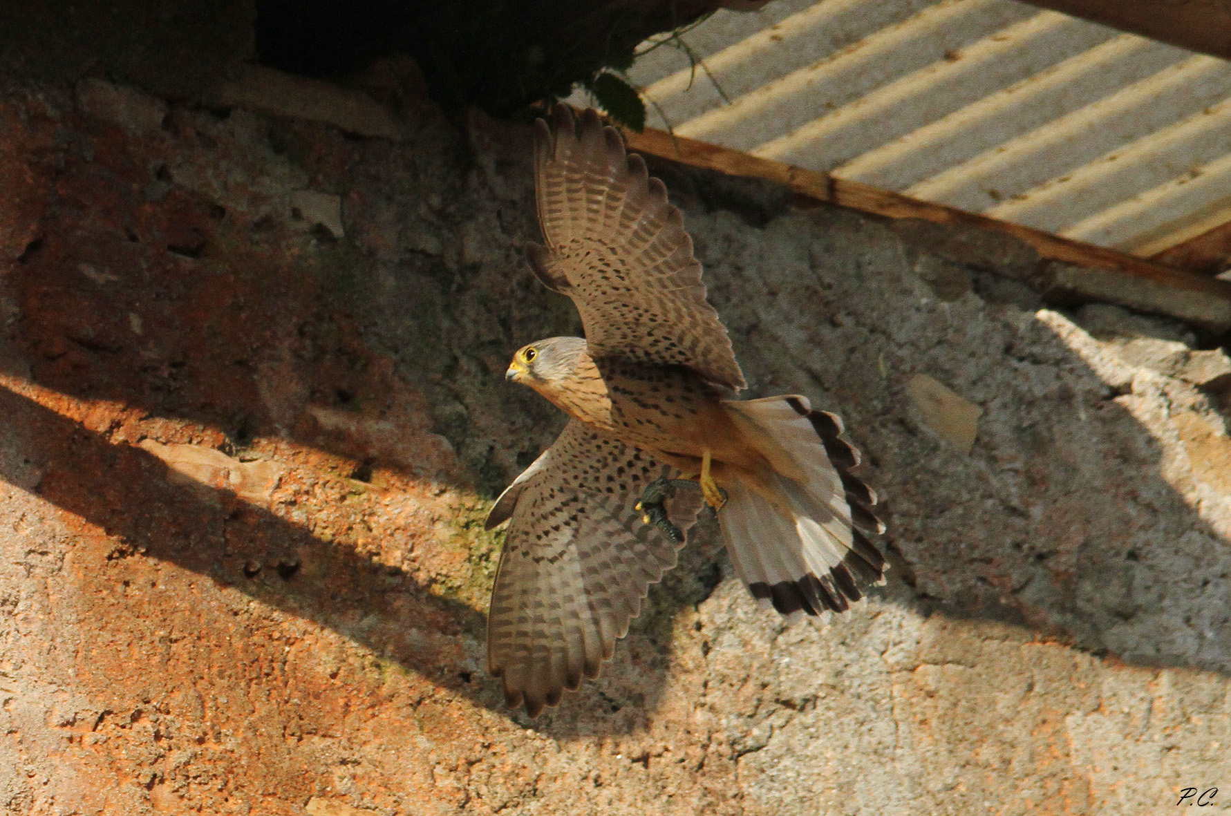 Kestrel with wall