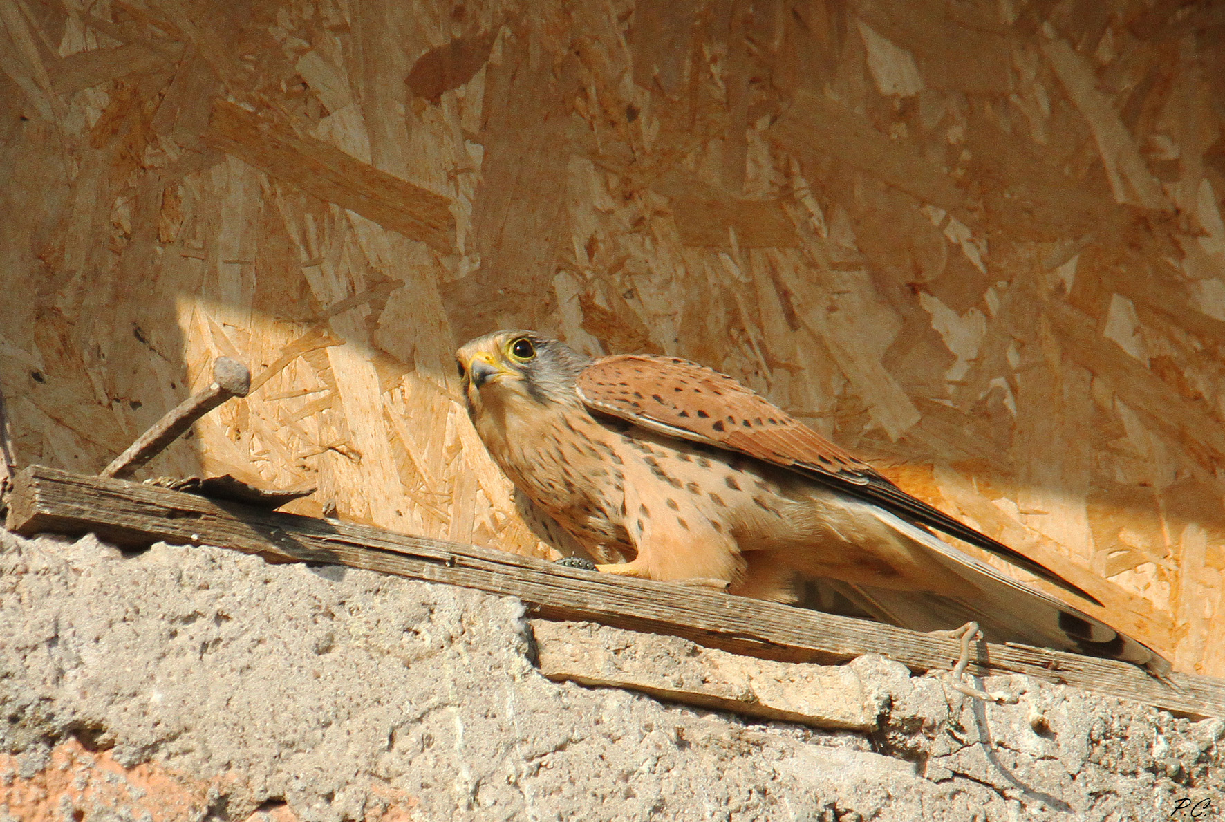 Kestrel on wall