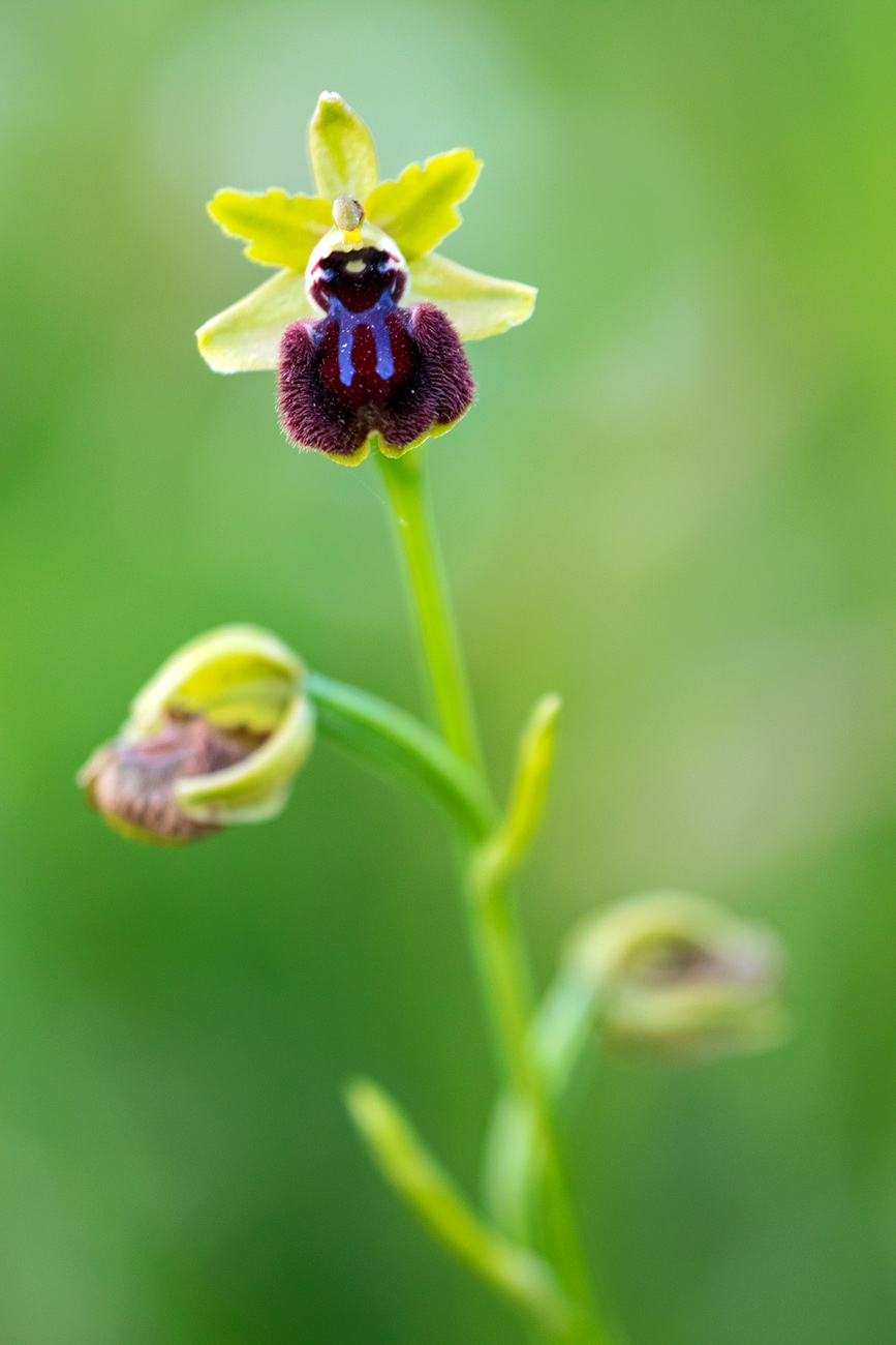 Ophrys incubacea subsp. incubacea bianca