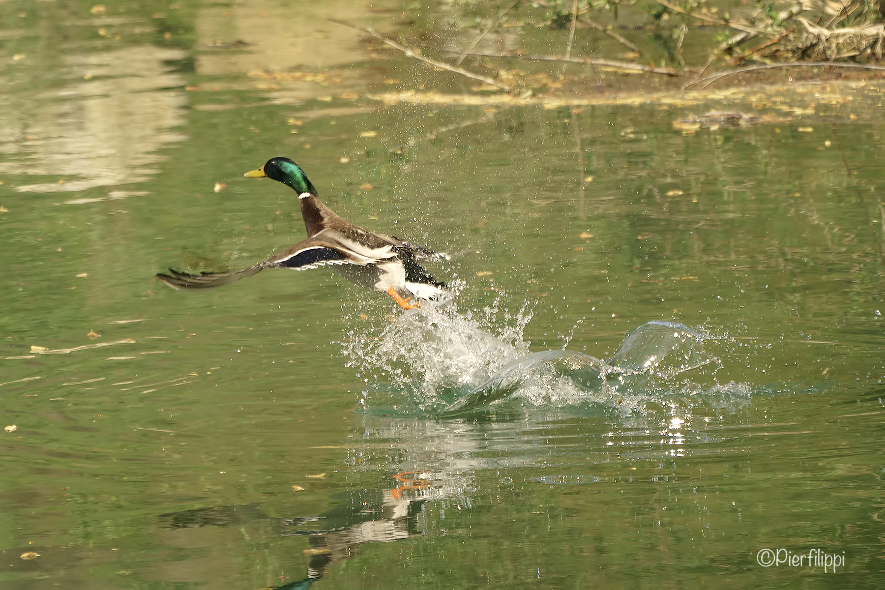 The departure of Germano