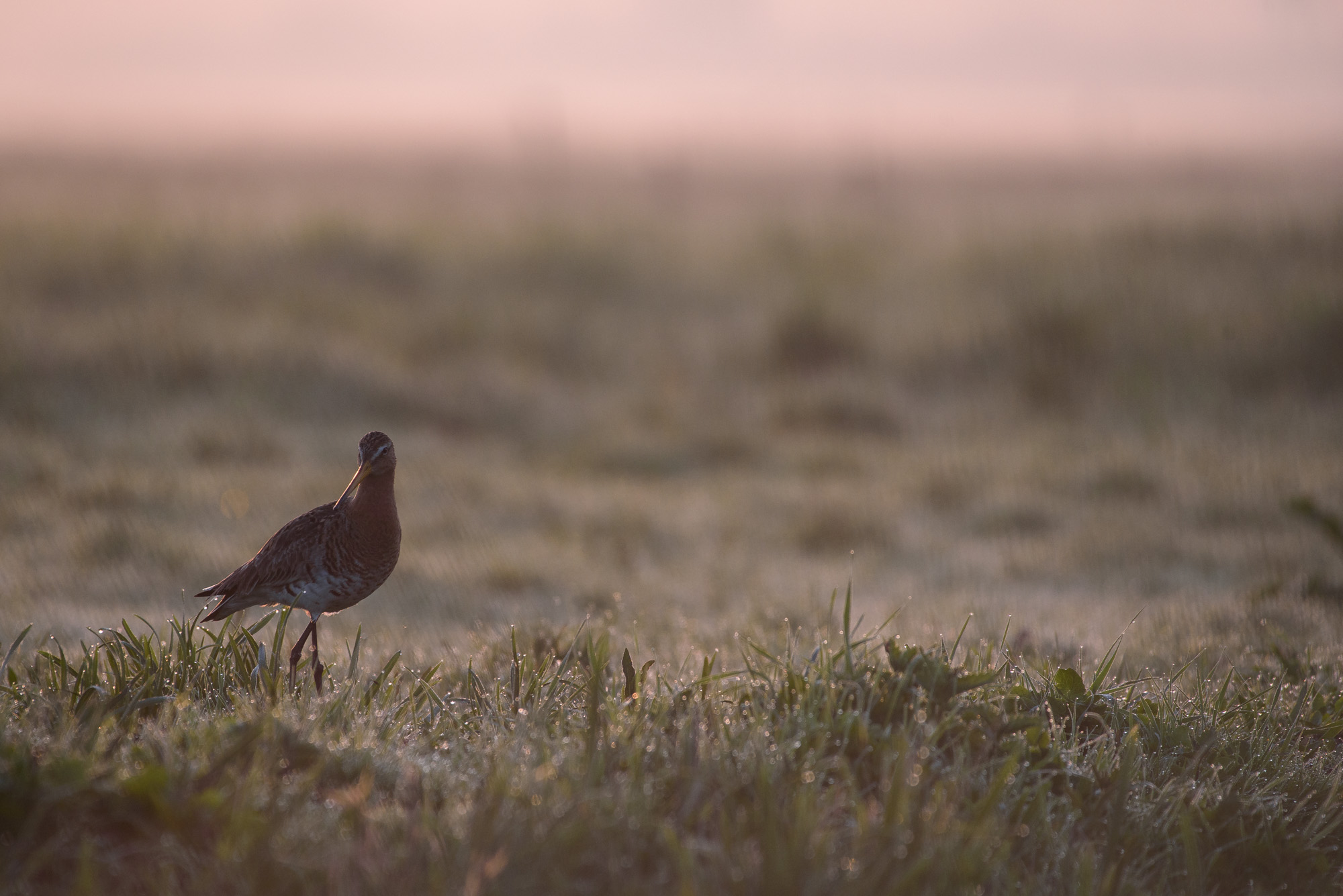 The black-tailed godwits