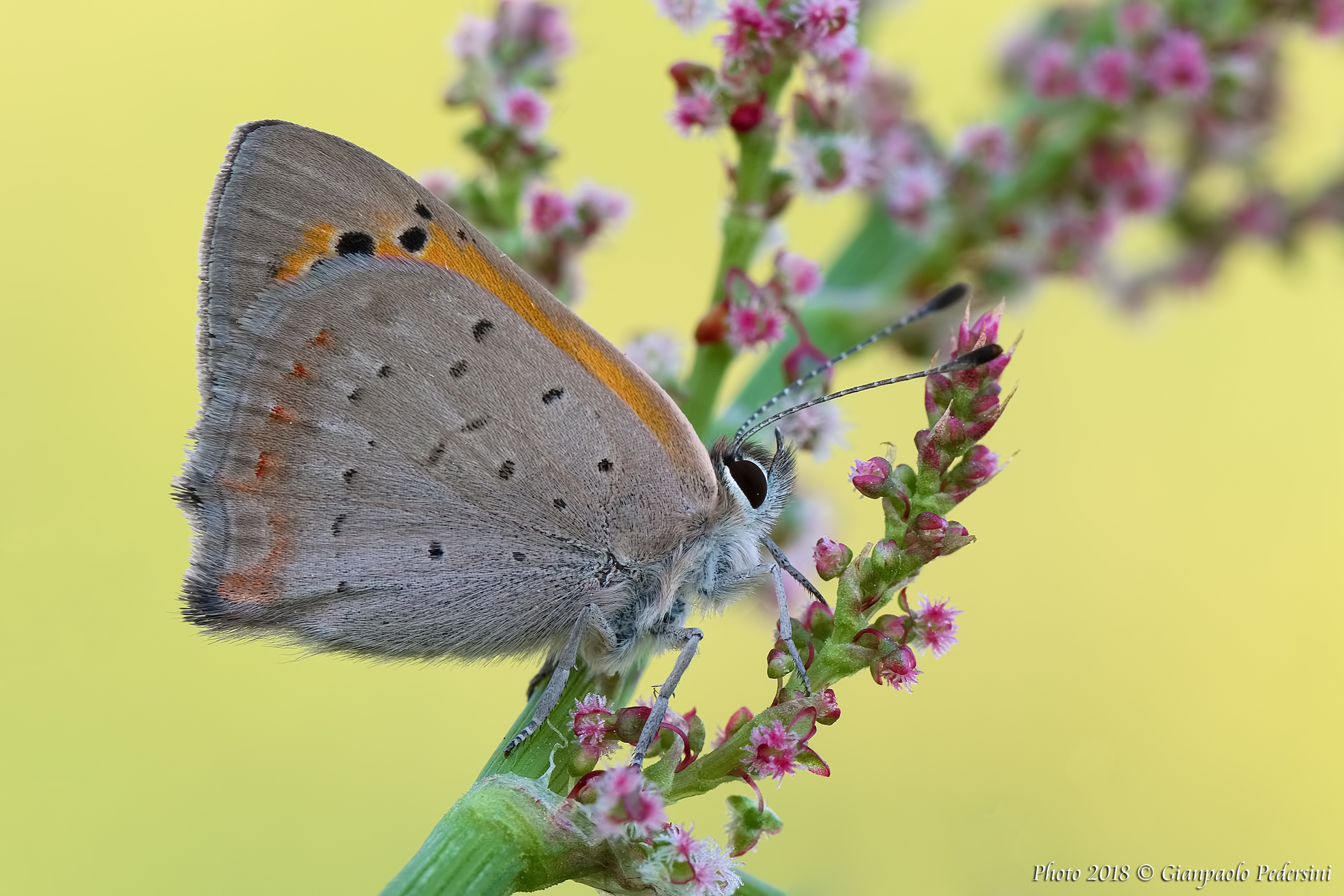 Lycaena phlaeas