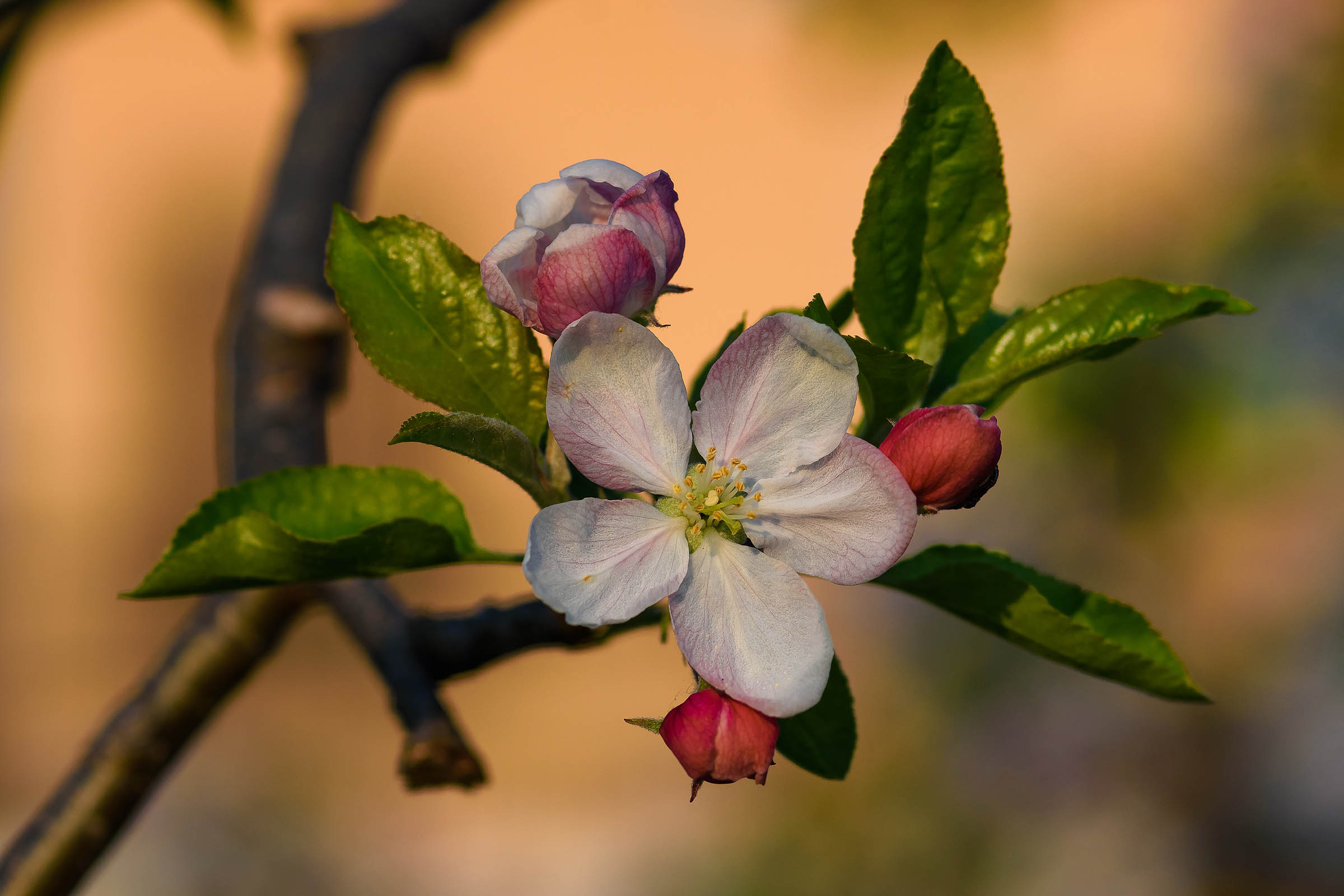 Apple Blossom