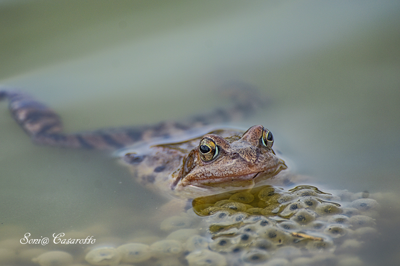 "Guai a chi le tocca"