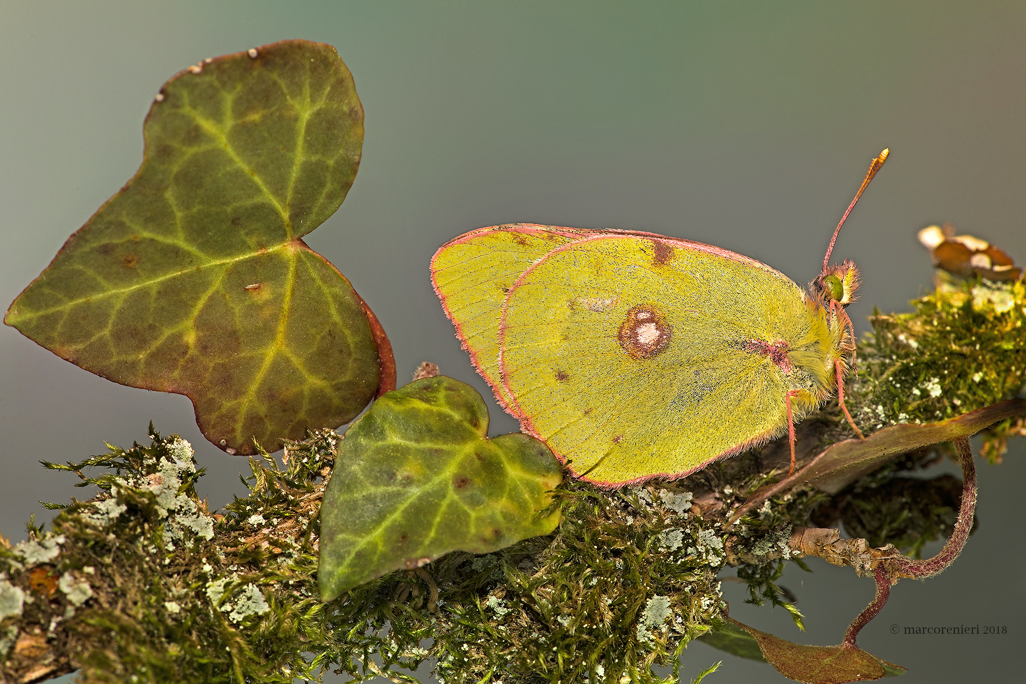 Dark clouded yellow