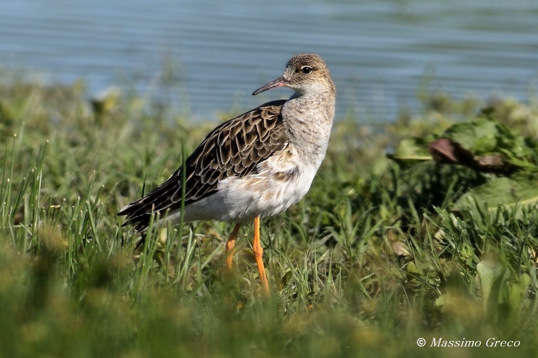 Combattente ( Philomachus pugnax)