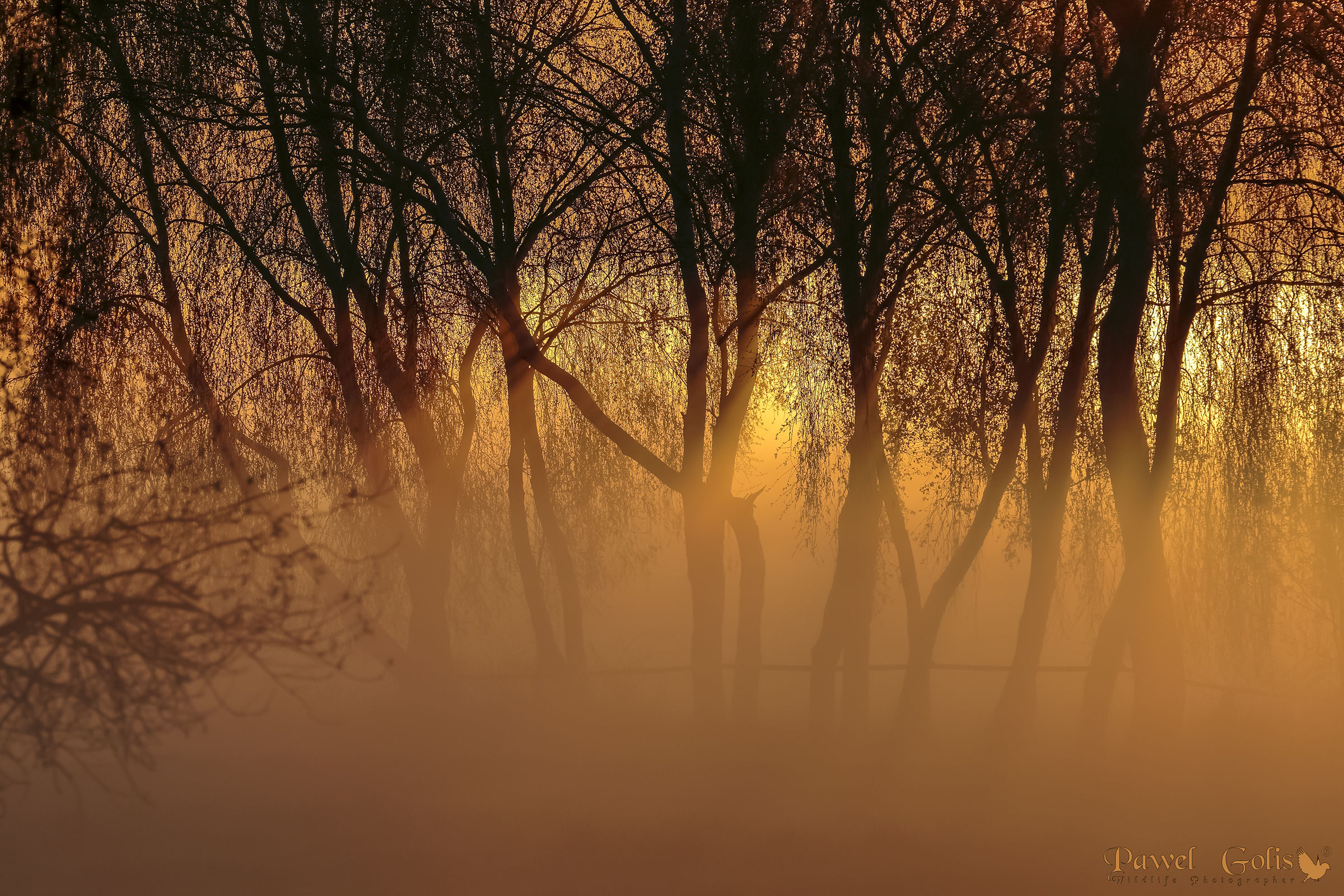 Sunset in fog