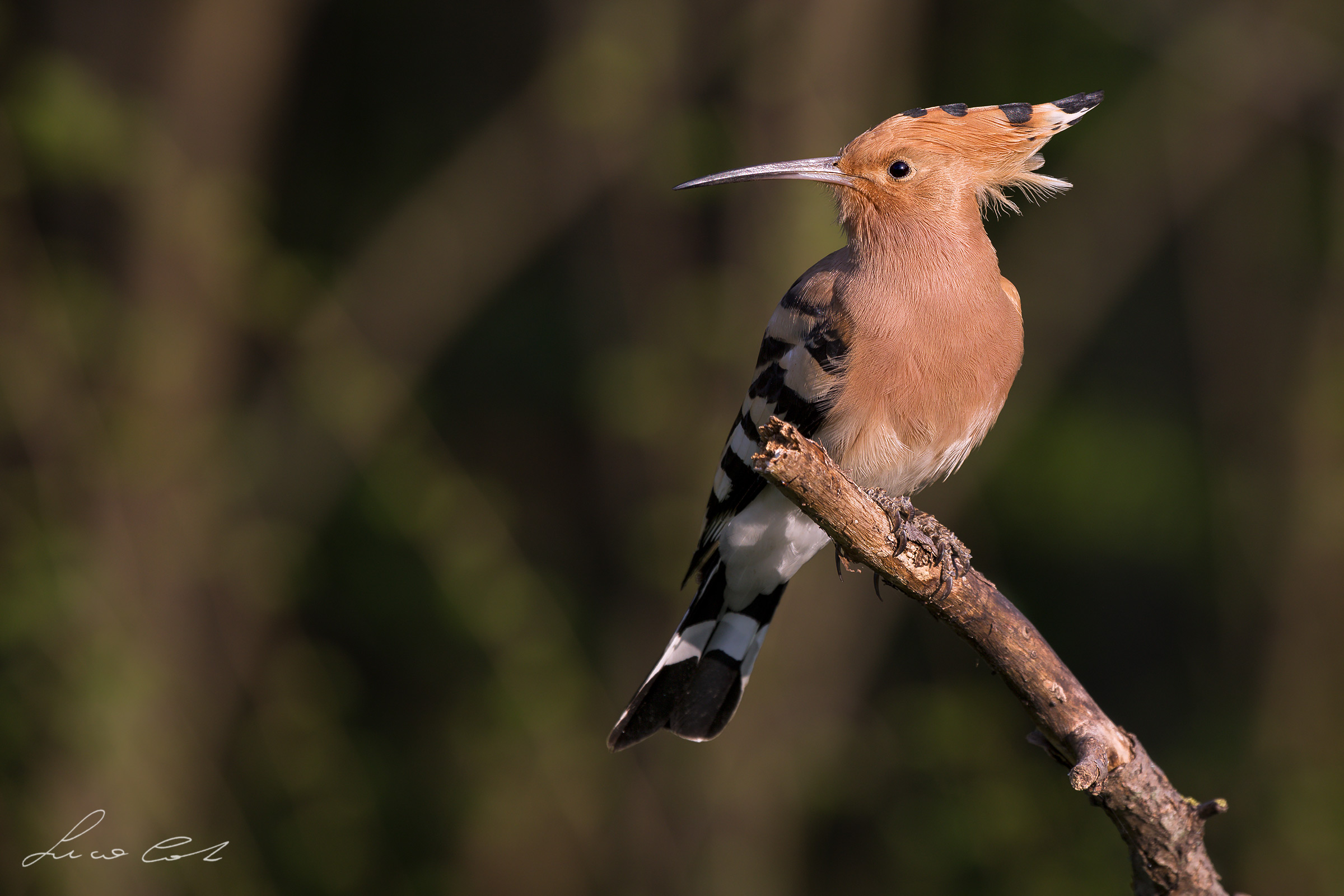 Hoopoe