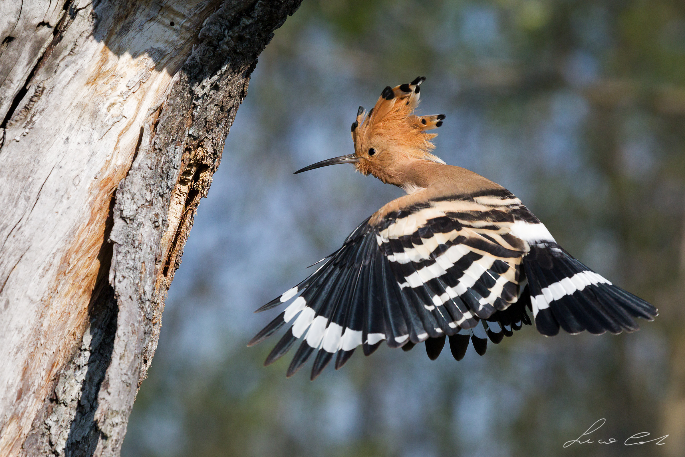 Hoopoe