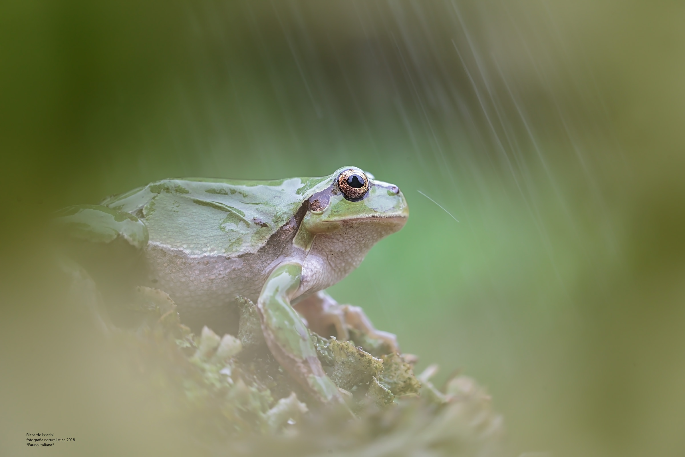 Raganella - Hyla Intermedia