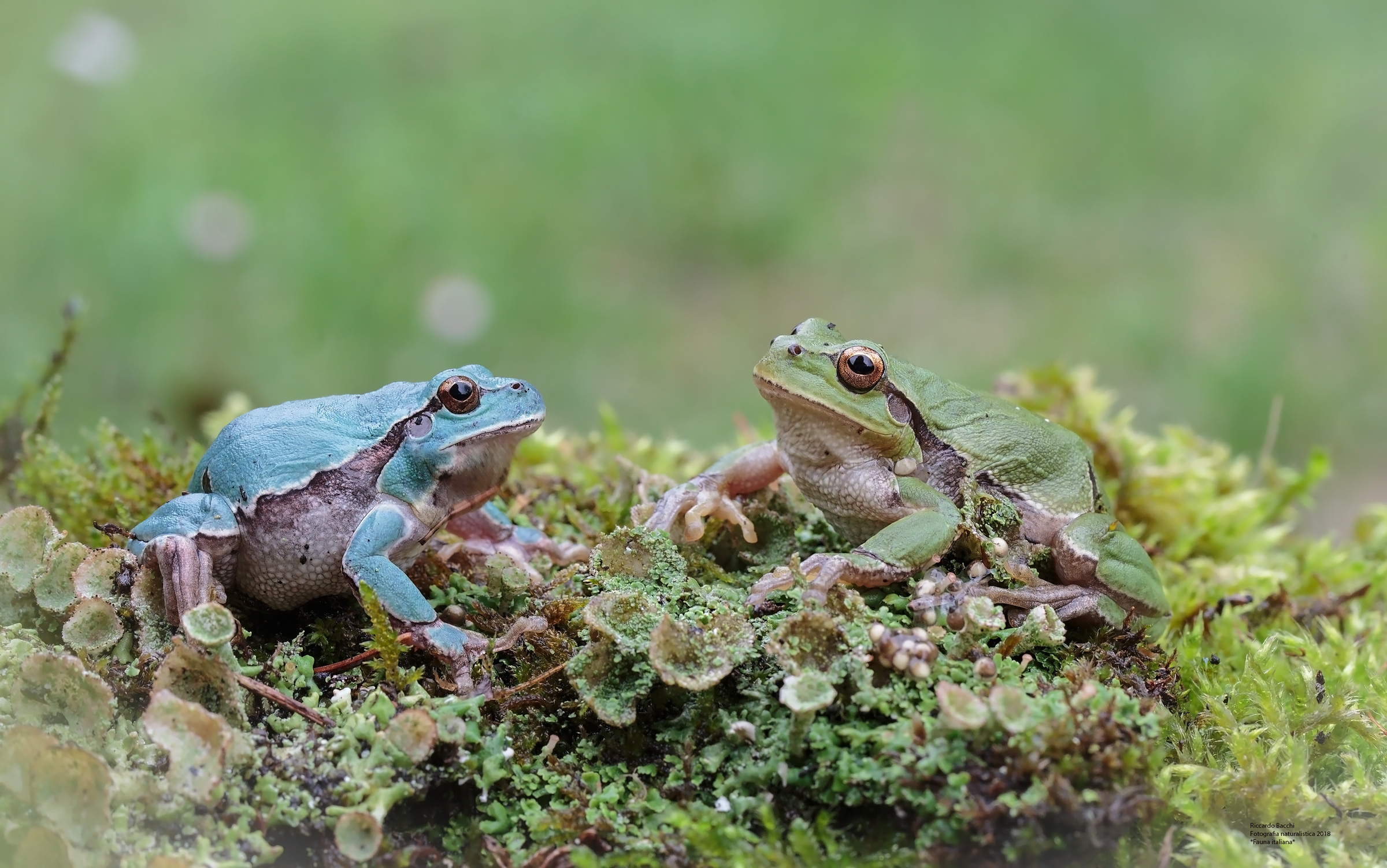 Raganella - Hyla Intermedia, con variazioni melaniche