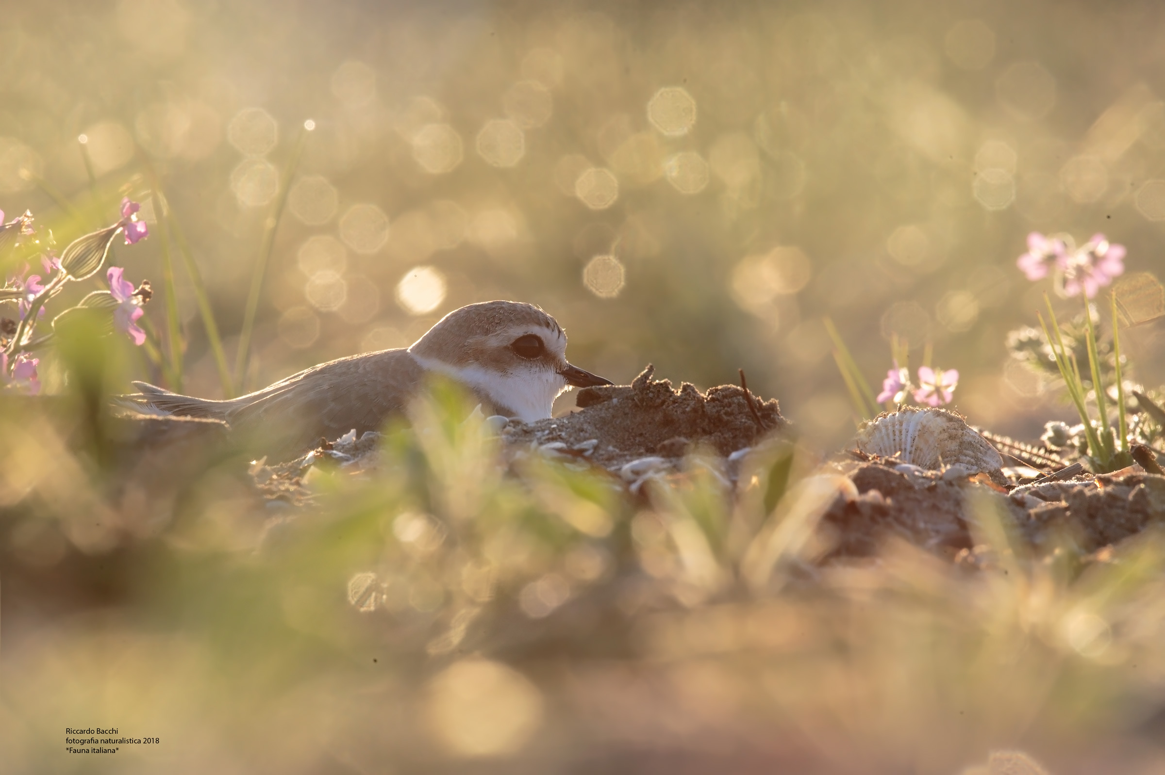 Le dune dell'Adriatico e i loro abitanti