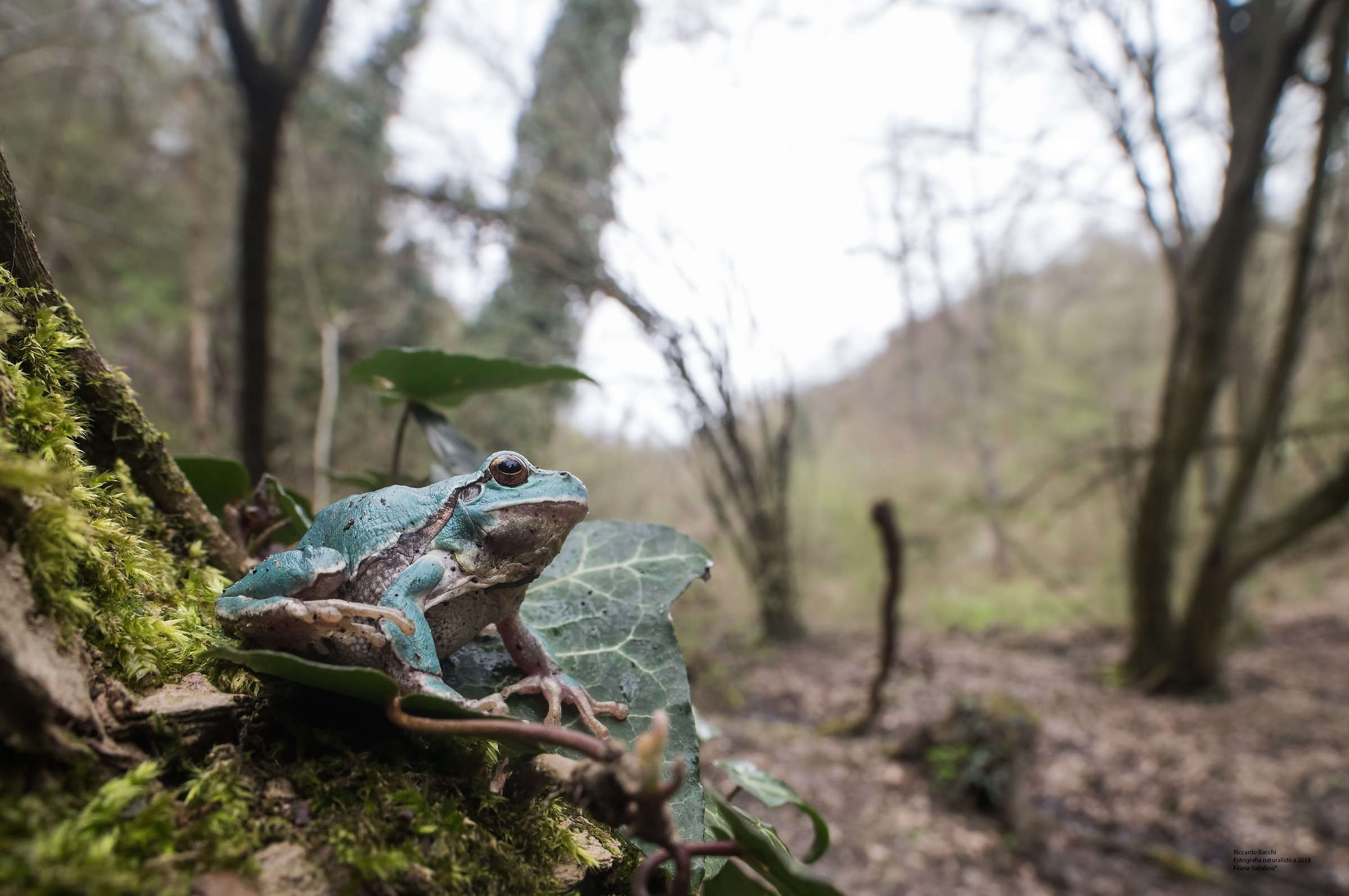 Hyla Intermedia e foresta planiziale igrofila