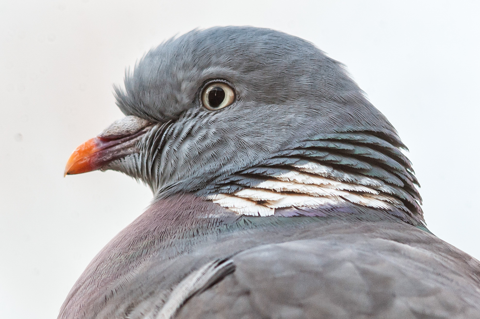 Ritratto di legno Pidgeon