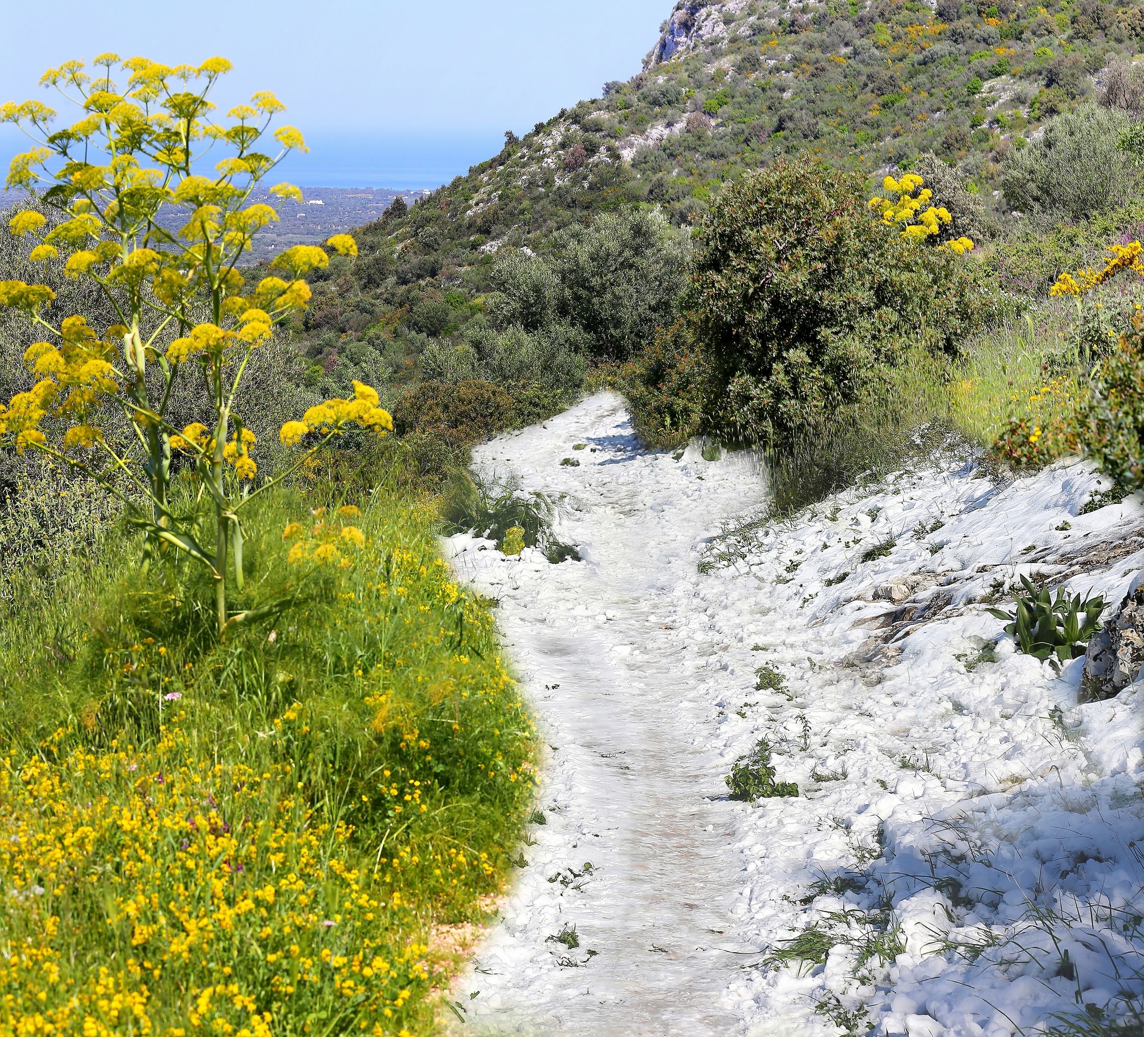 blooming in the snow