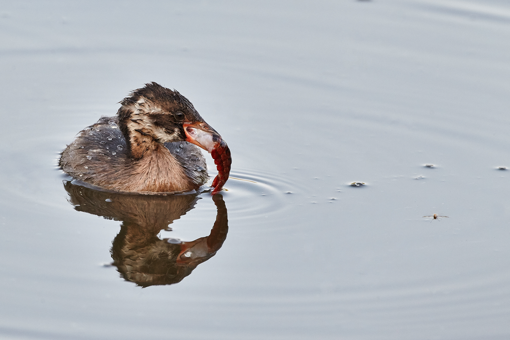 Grebes and shrimps to mirror