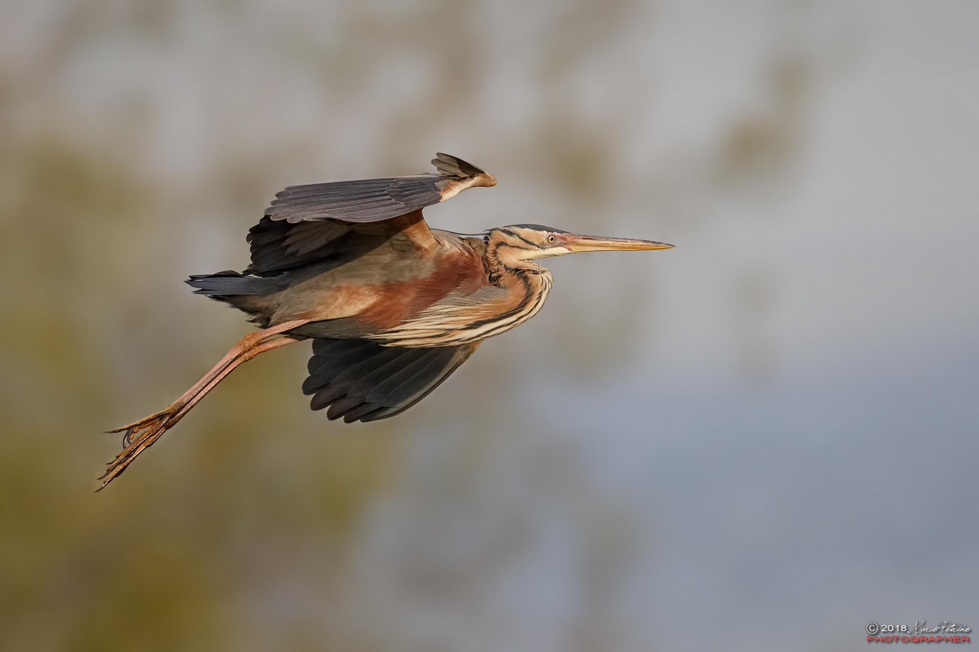 Purple Heron (Ardea purpurea)-Purple heron