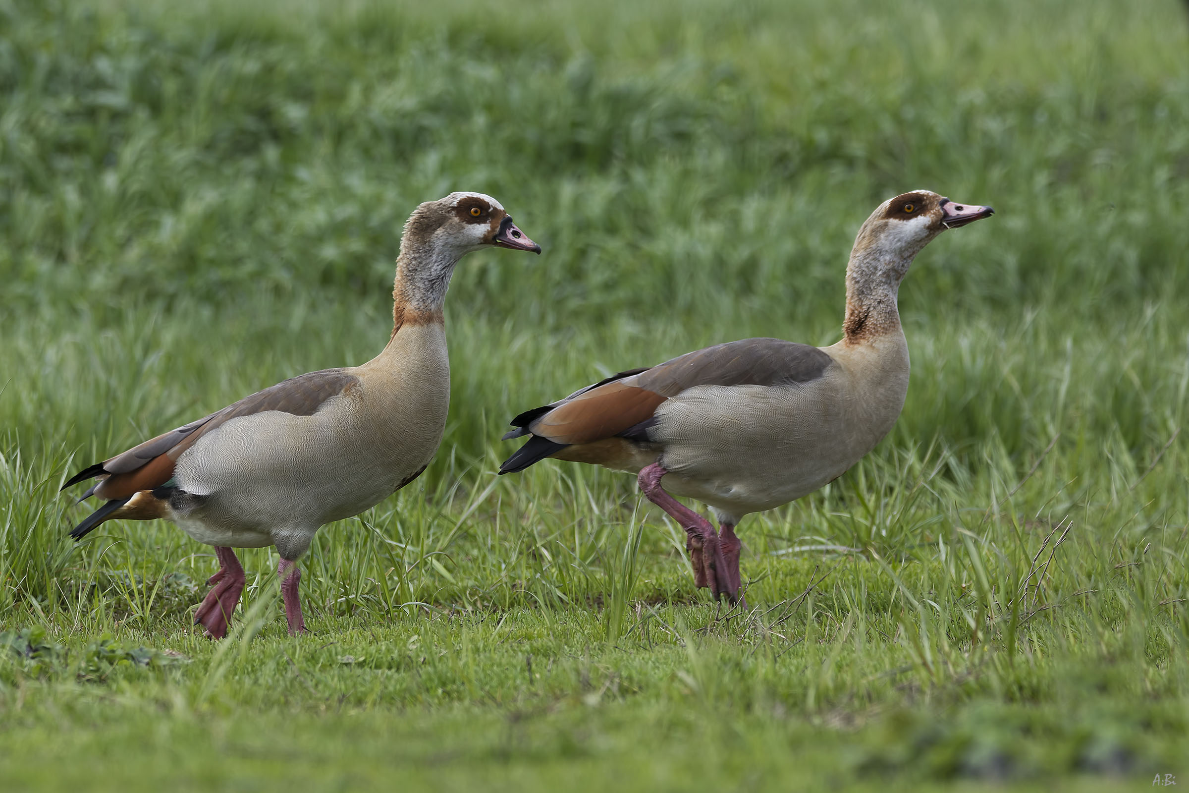 Egyptian geese