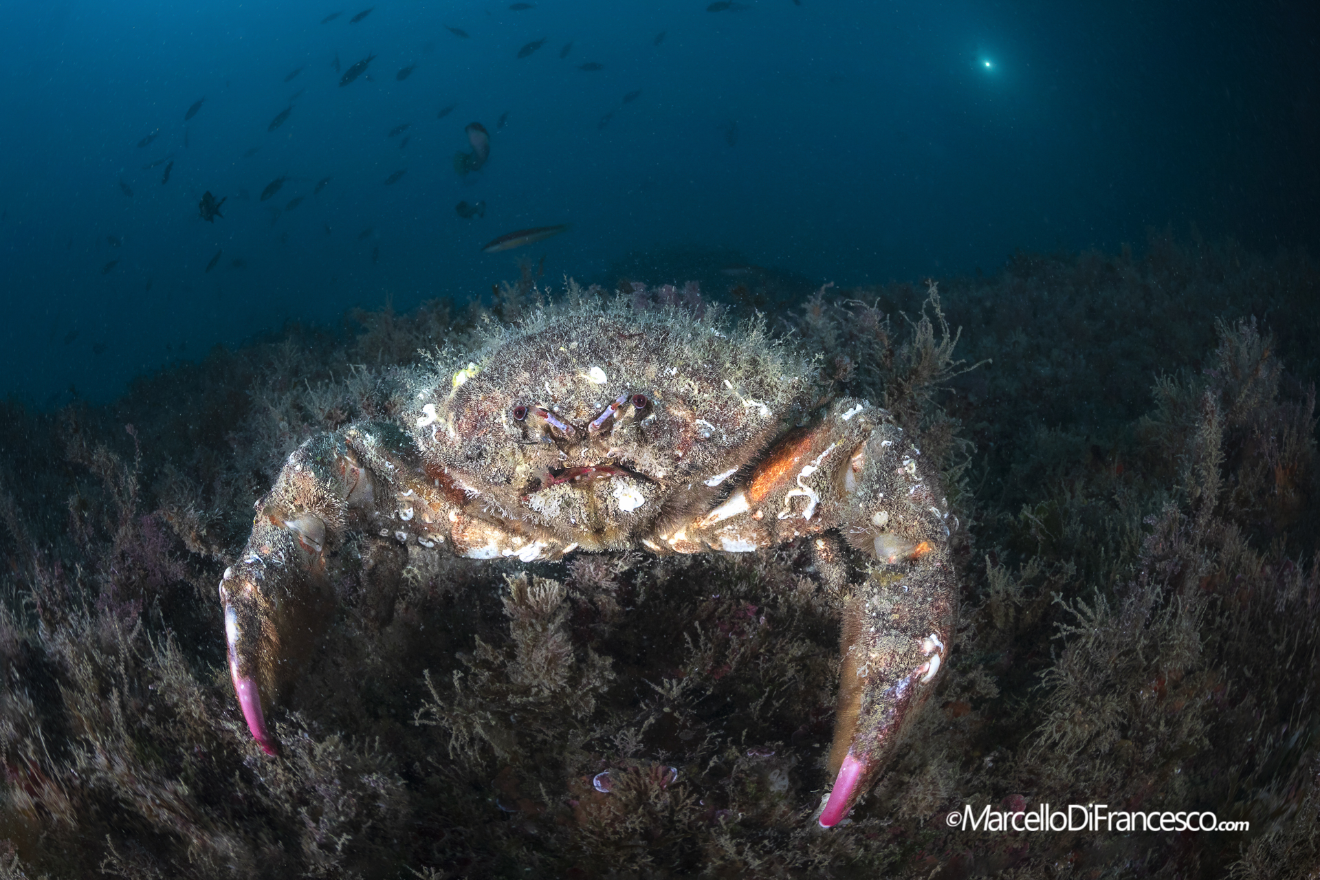 The Boss of the promontory