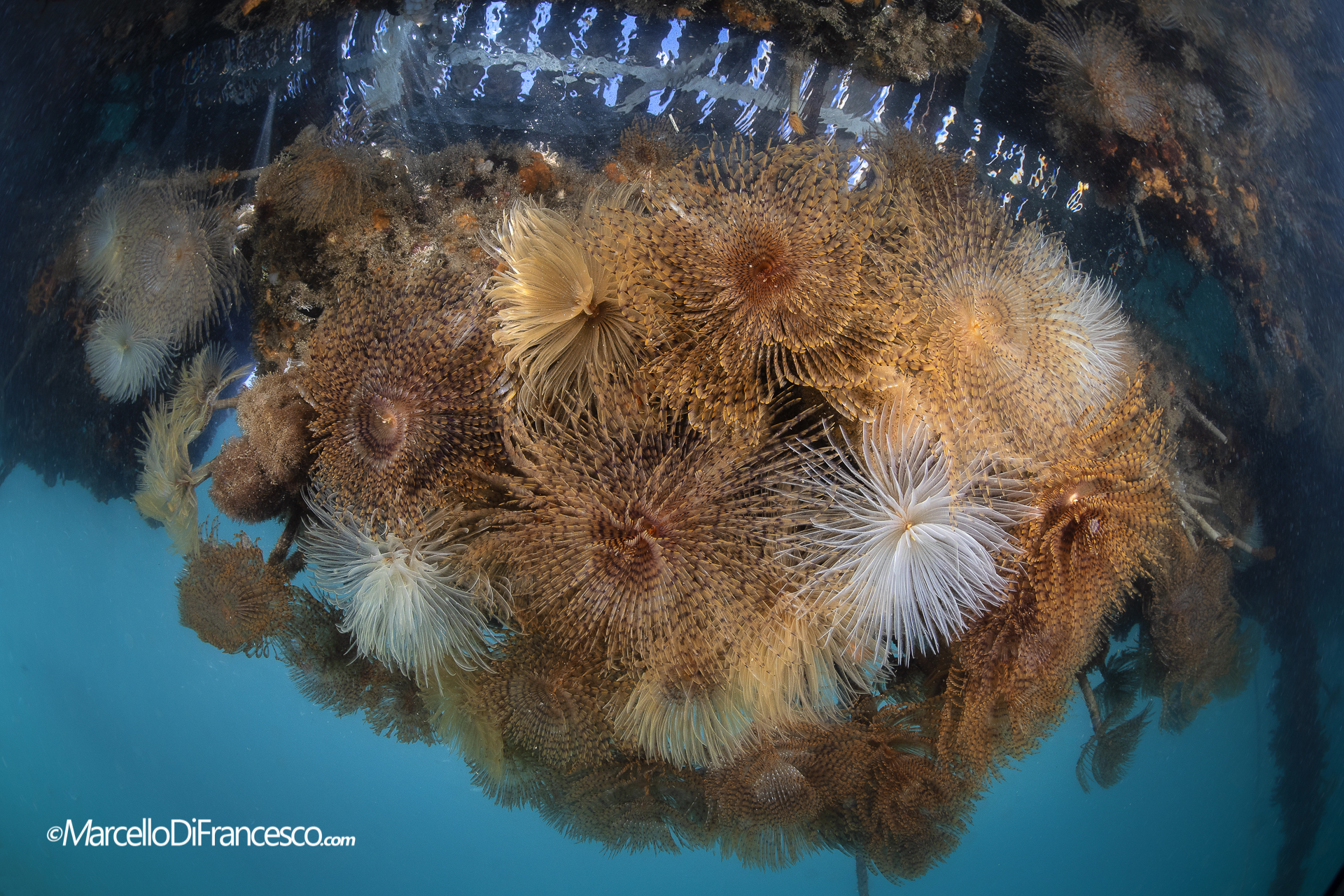 Pontoon Enchanted ...