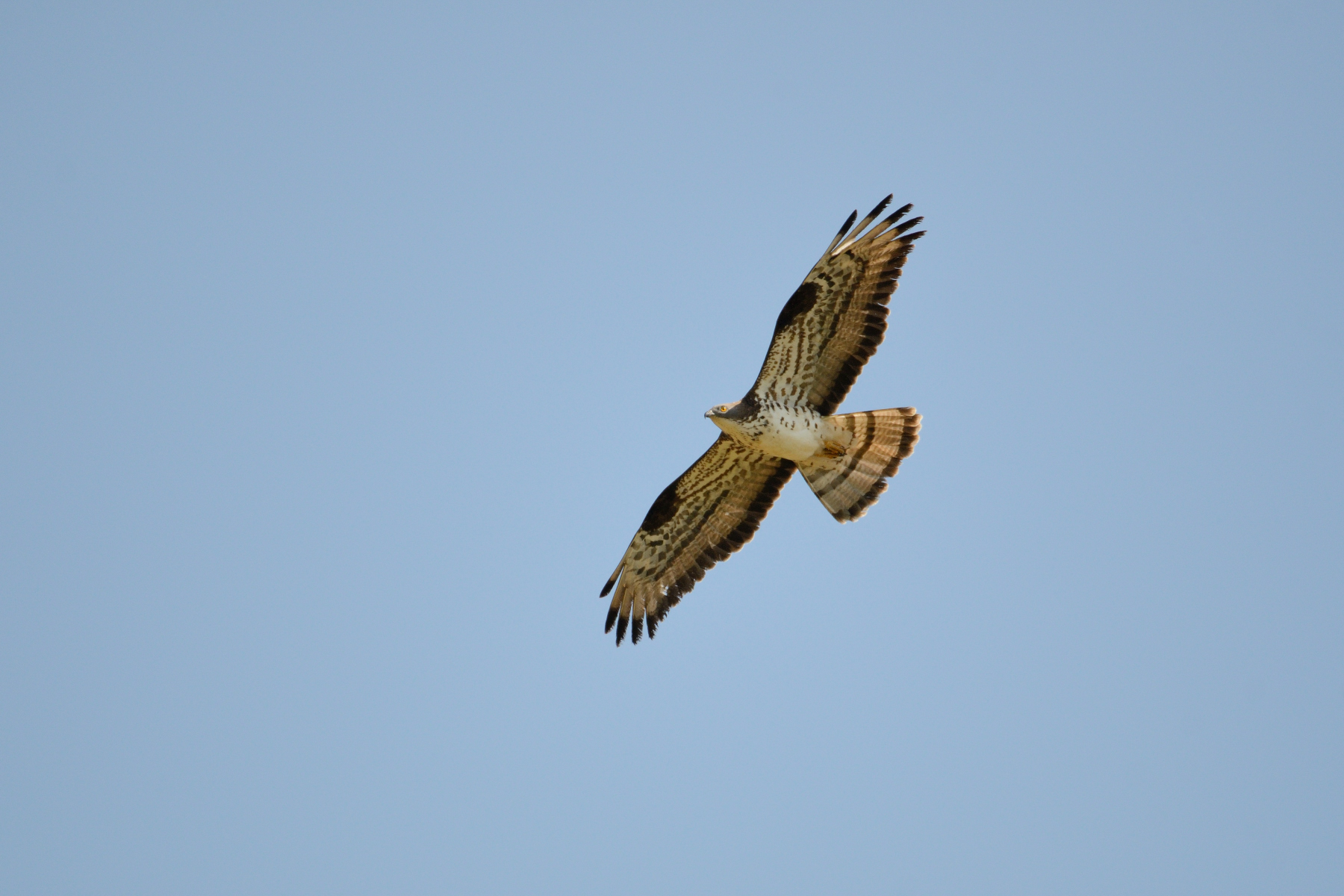 Honey buzzard