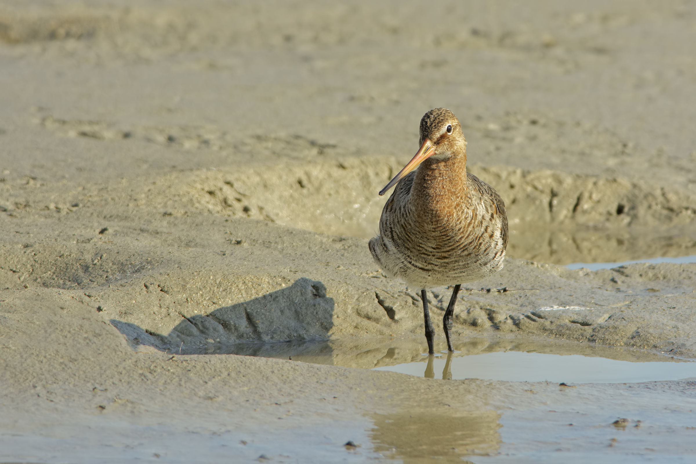 Black-tailed godwit (Limosa Limosa)