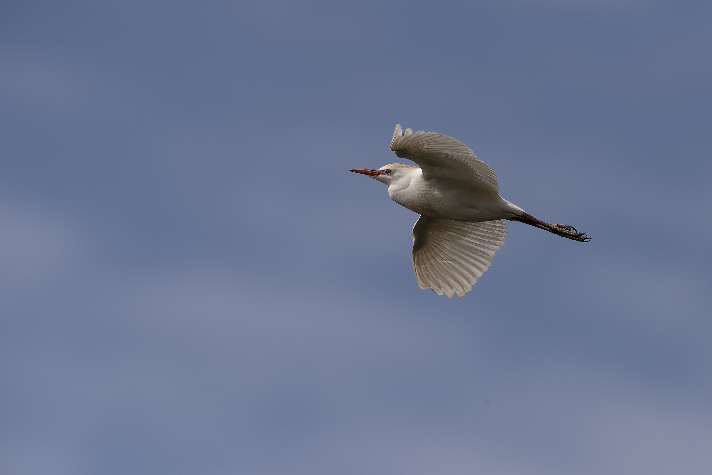 Cattle Egret