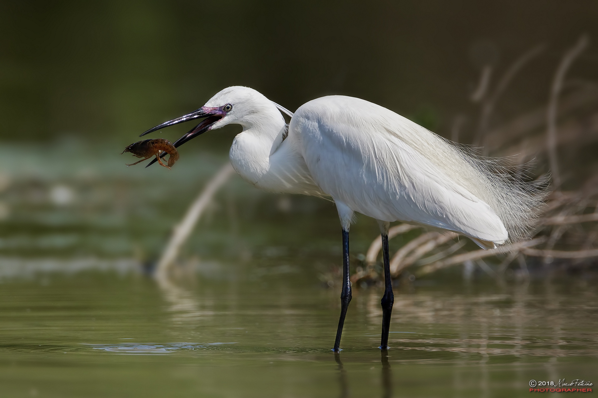 Little egret (Egretta garzetta)-Little egret