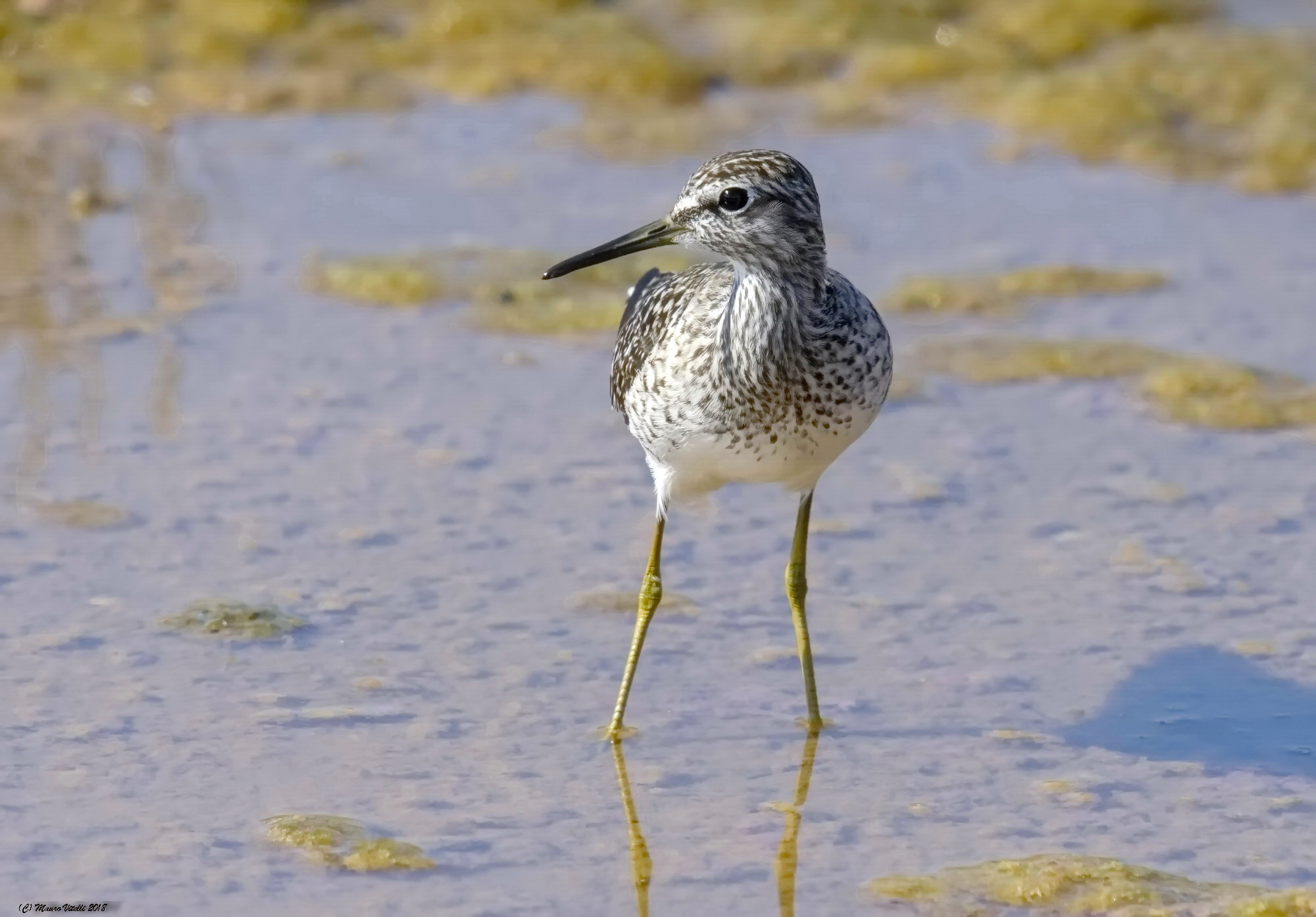 Piro Piro Boschereccio