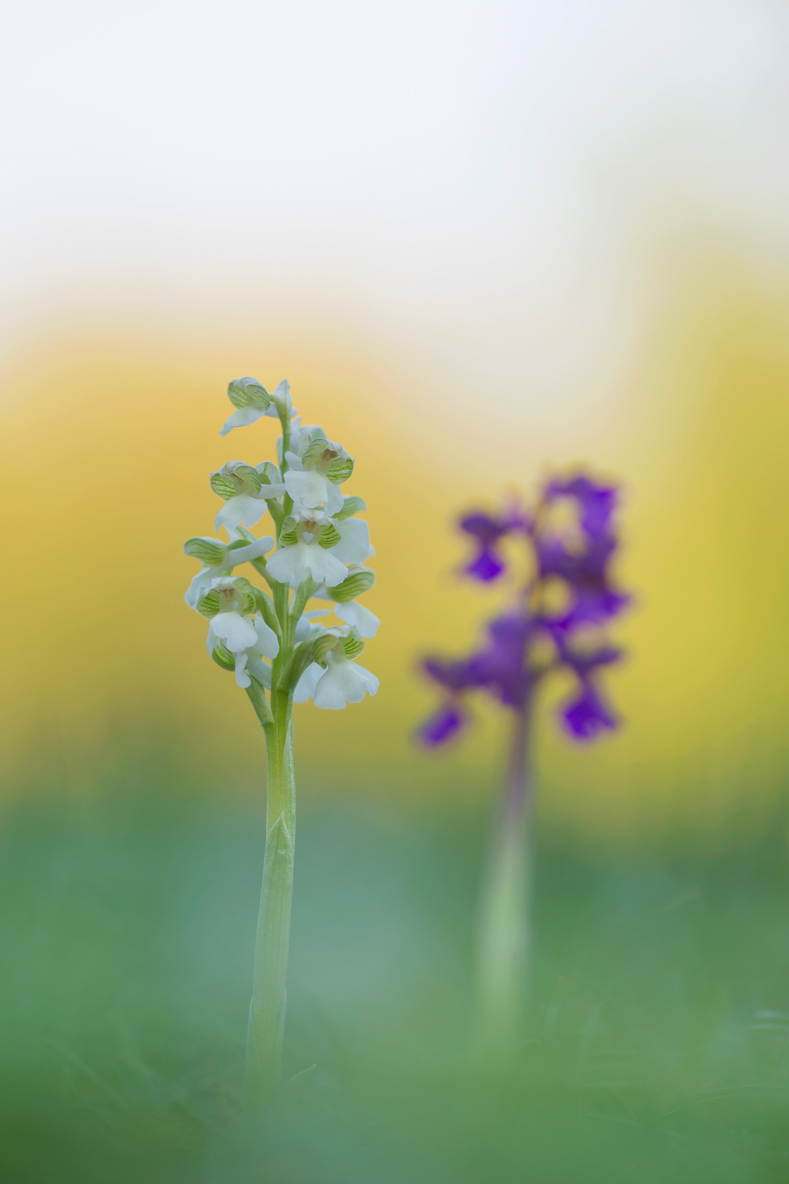 ...true and false...