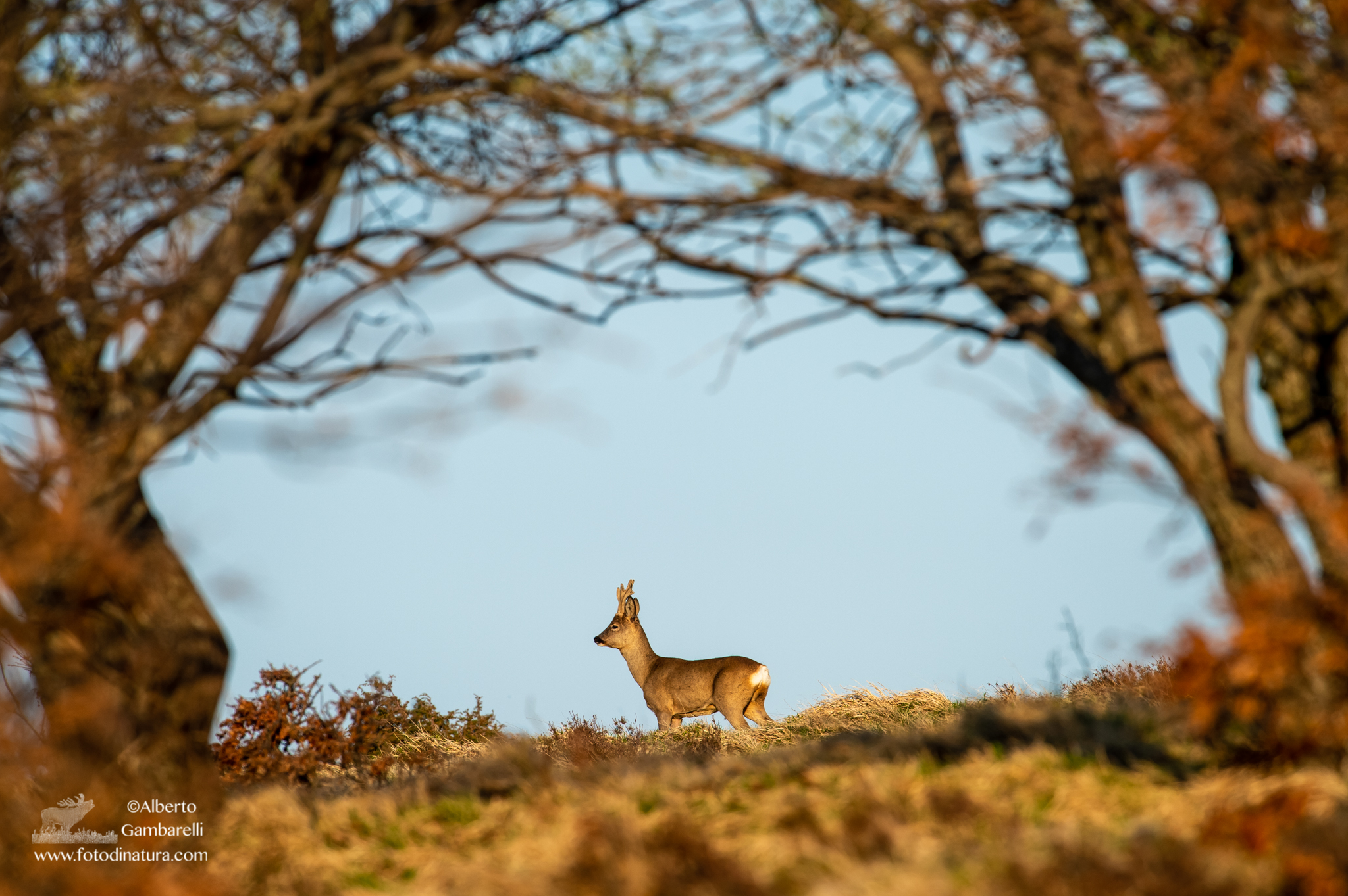 In una cornice dorata