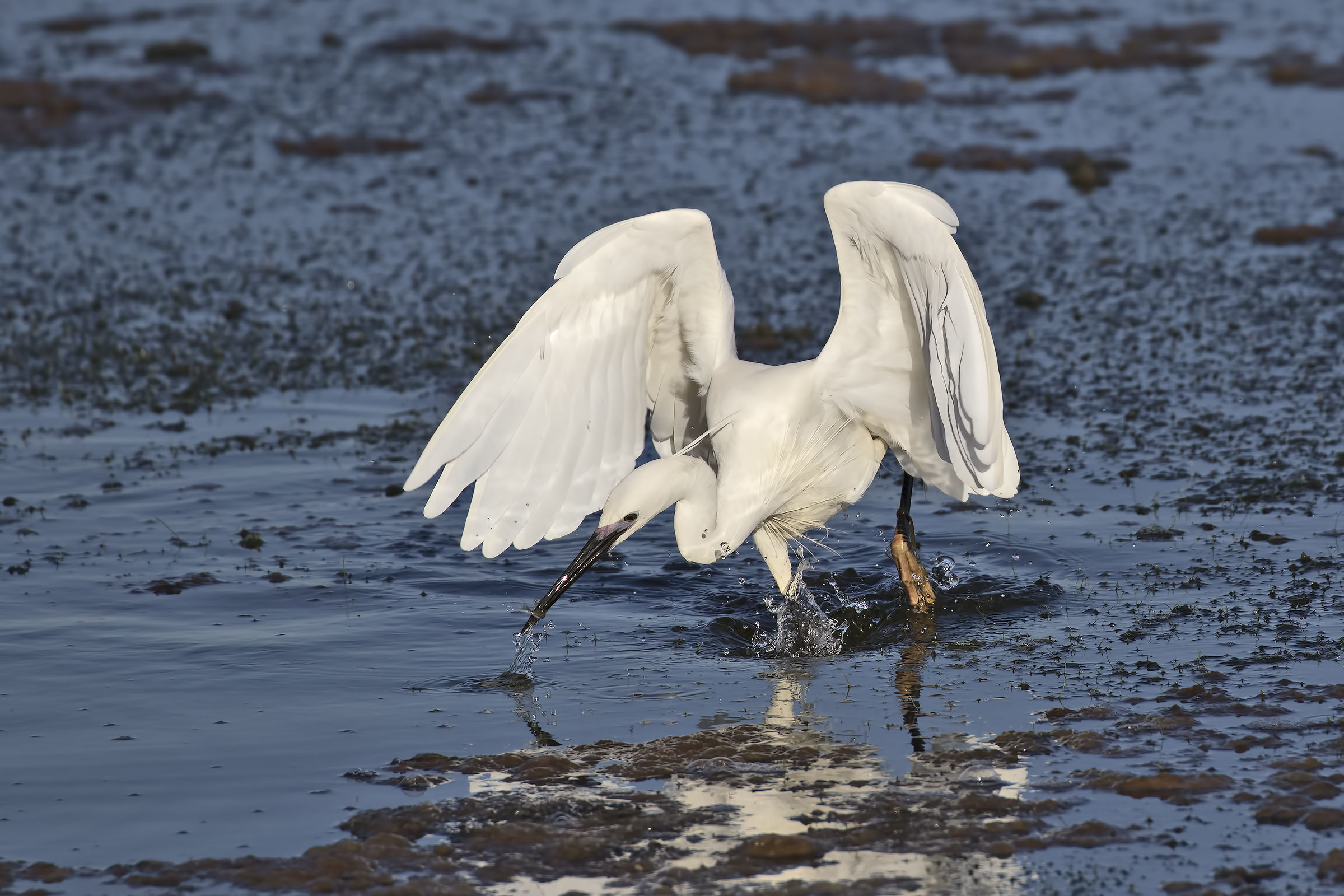 Little egret