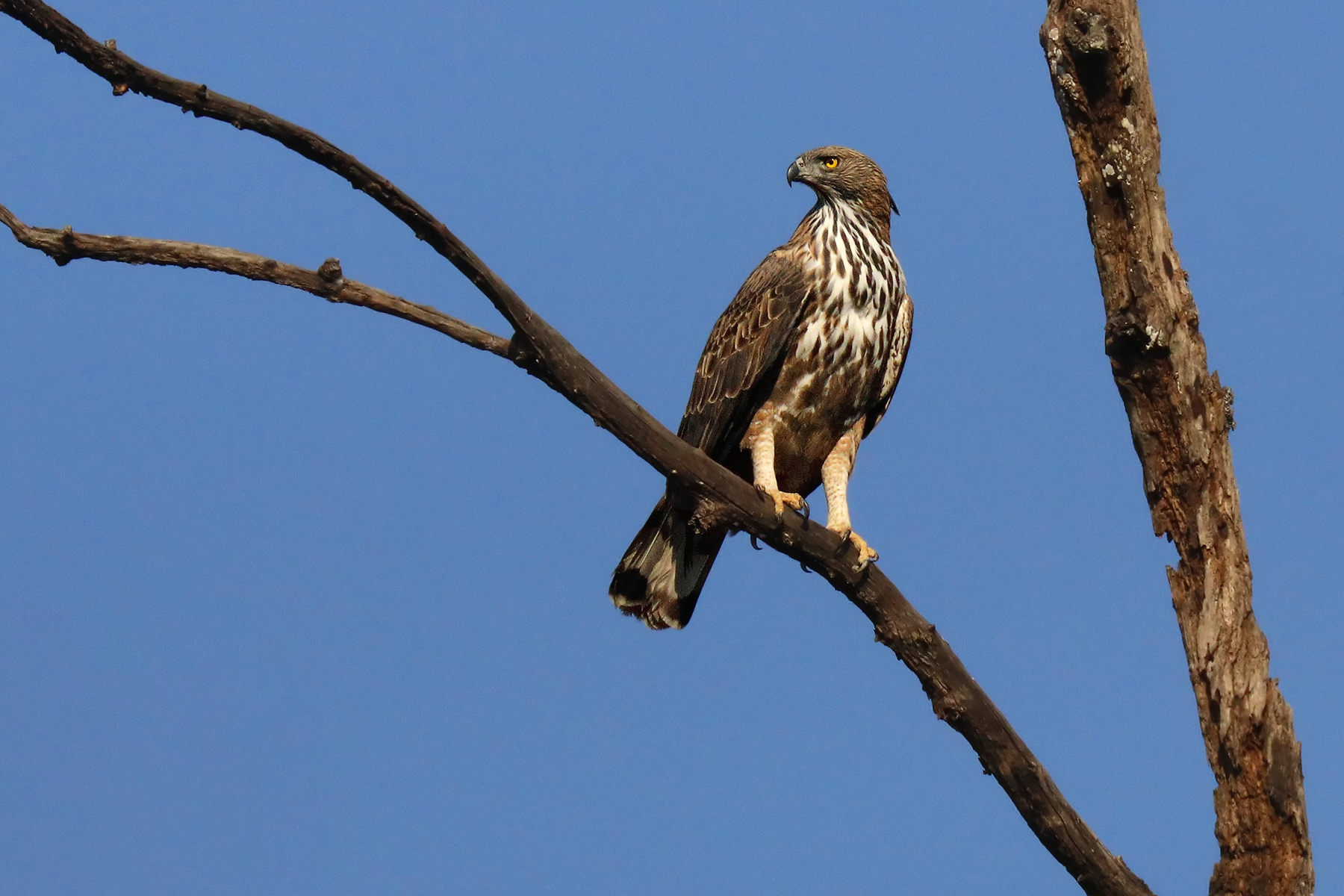 Spizaeto variable or Changeable hawk-eagle