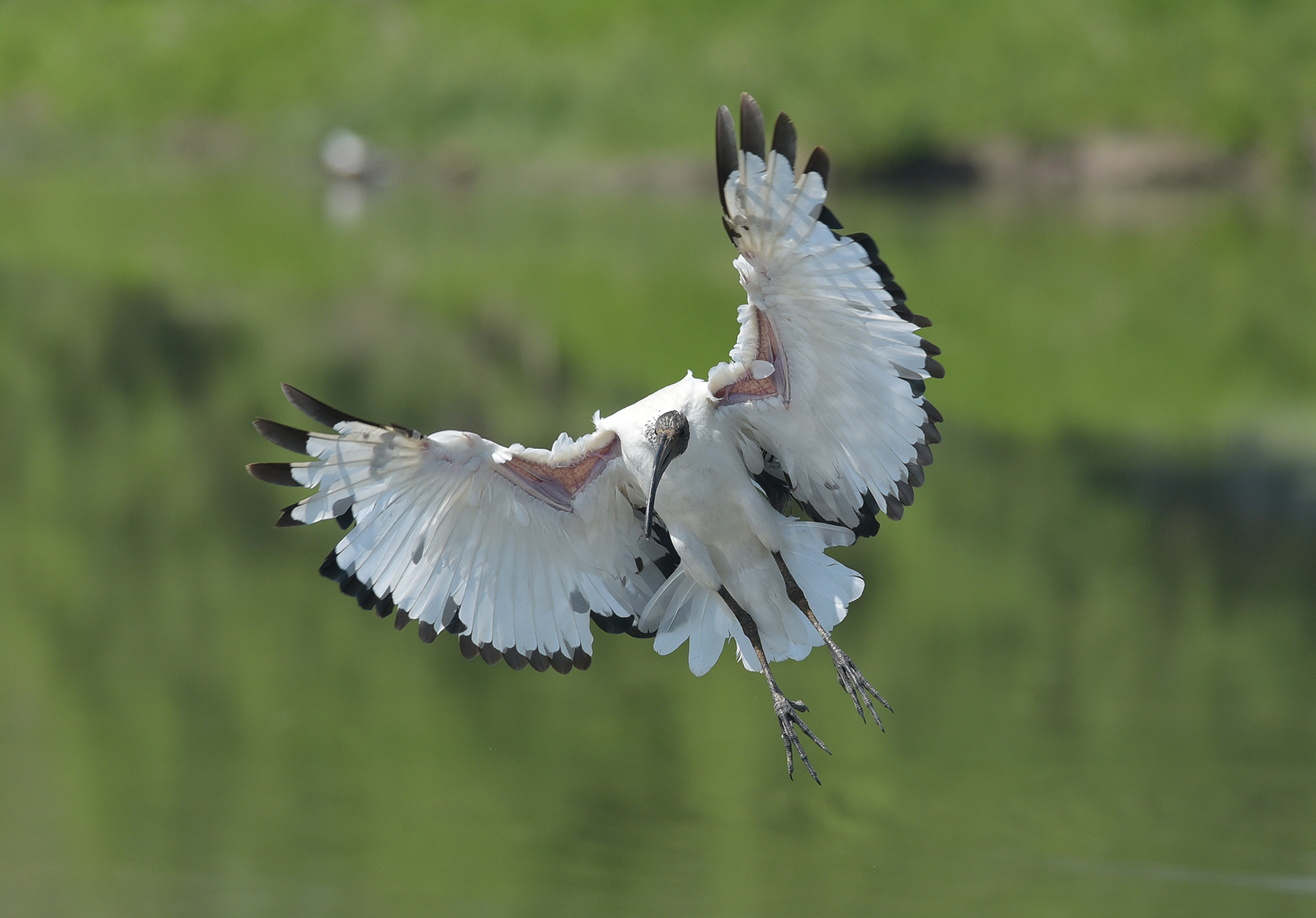 Ibis with paragliding