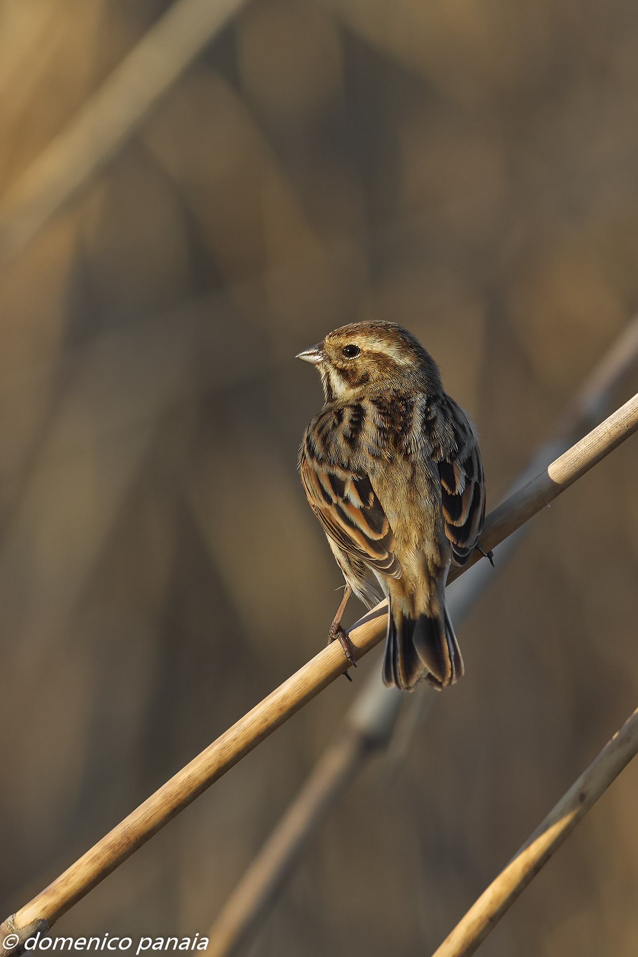 migliarino di palude