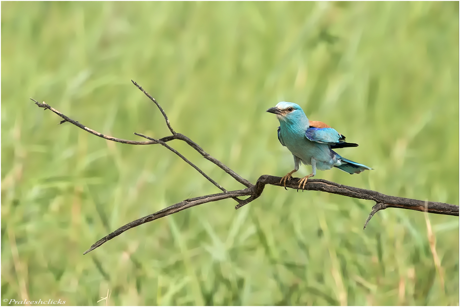 European Roller