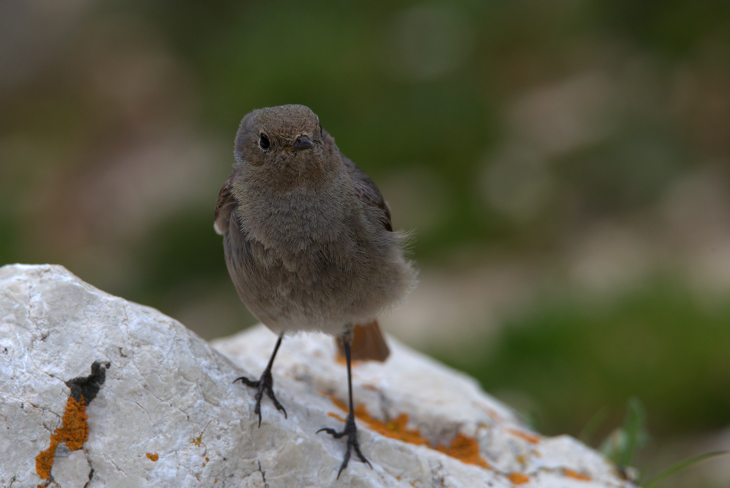 Black Redstart