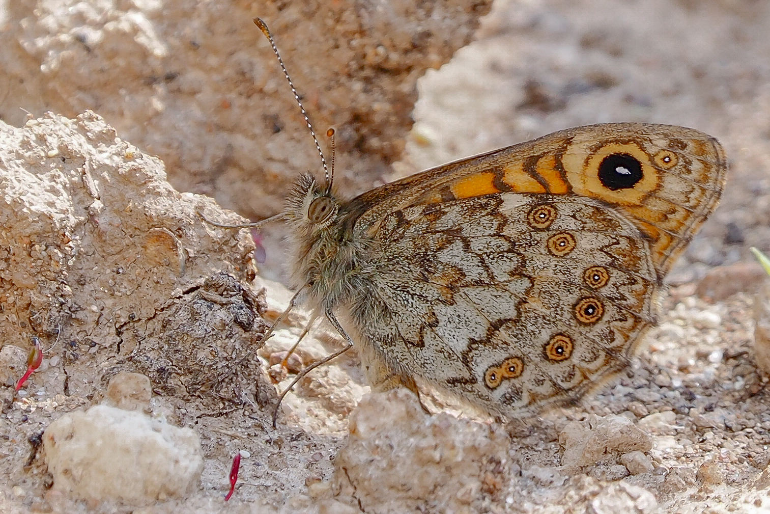 Lasiommata maera