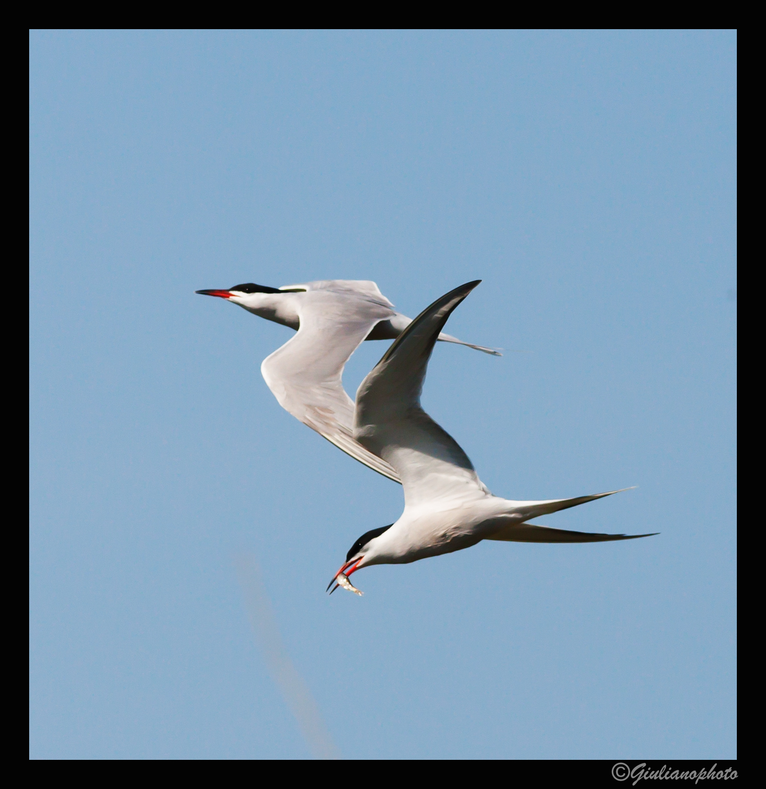 I have the little fish and you don't!