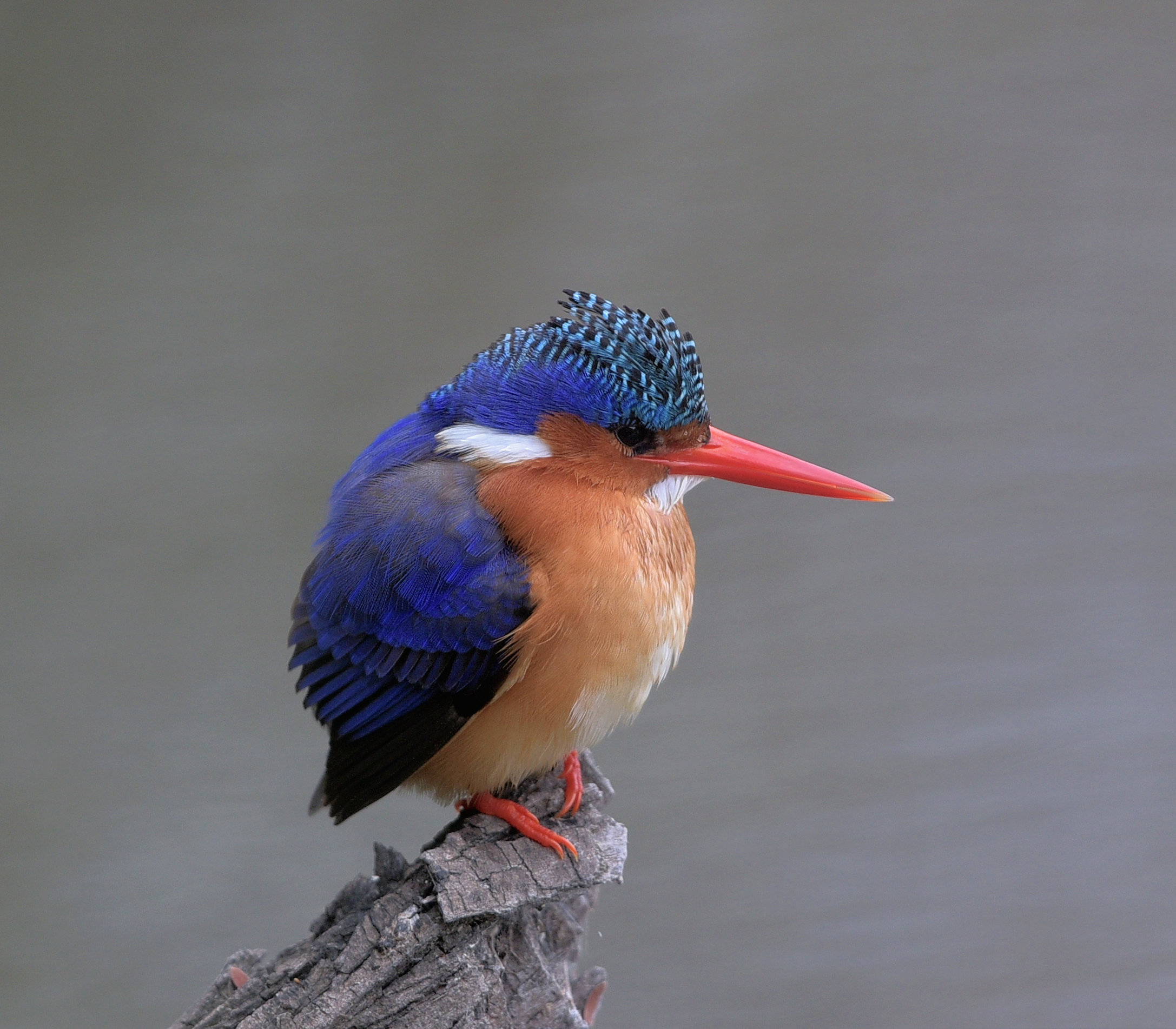 Martin pescatore malachite