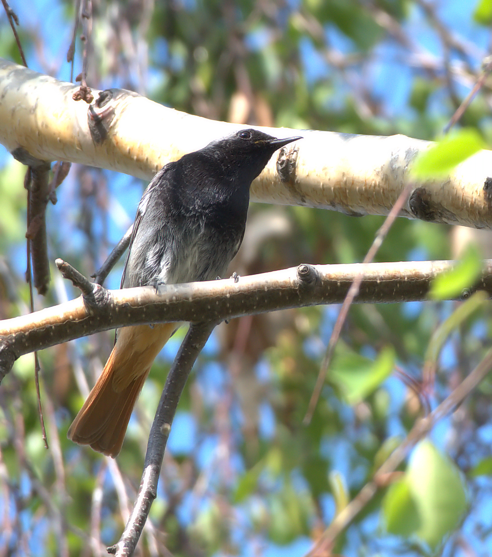 CodirossoCodirosso spazzacamino
