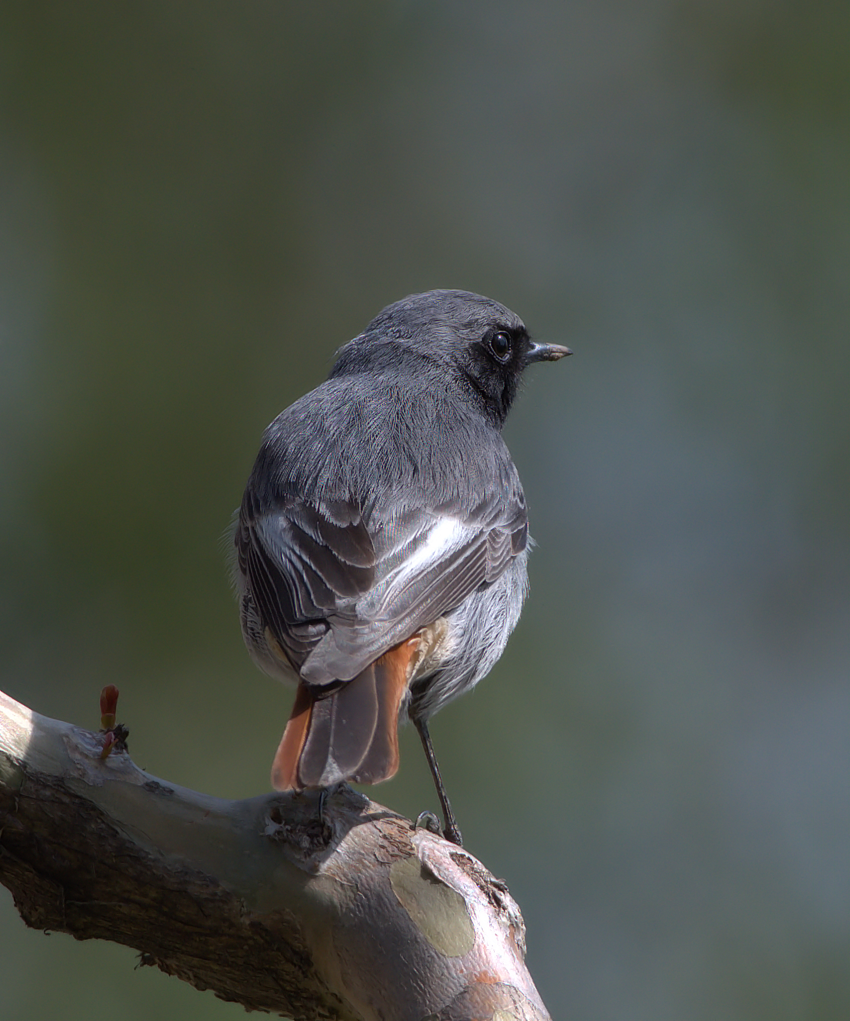 Black Redstart