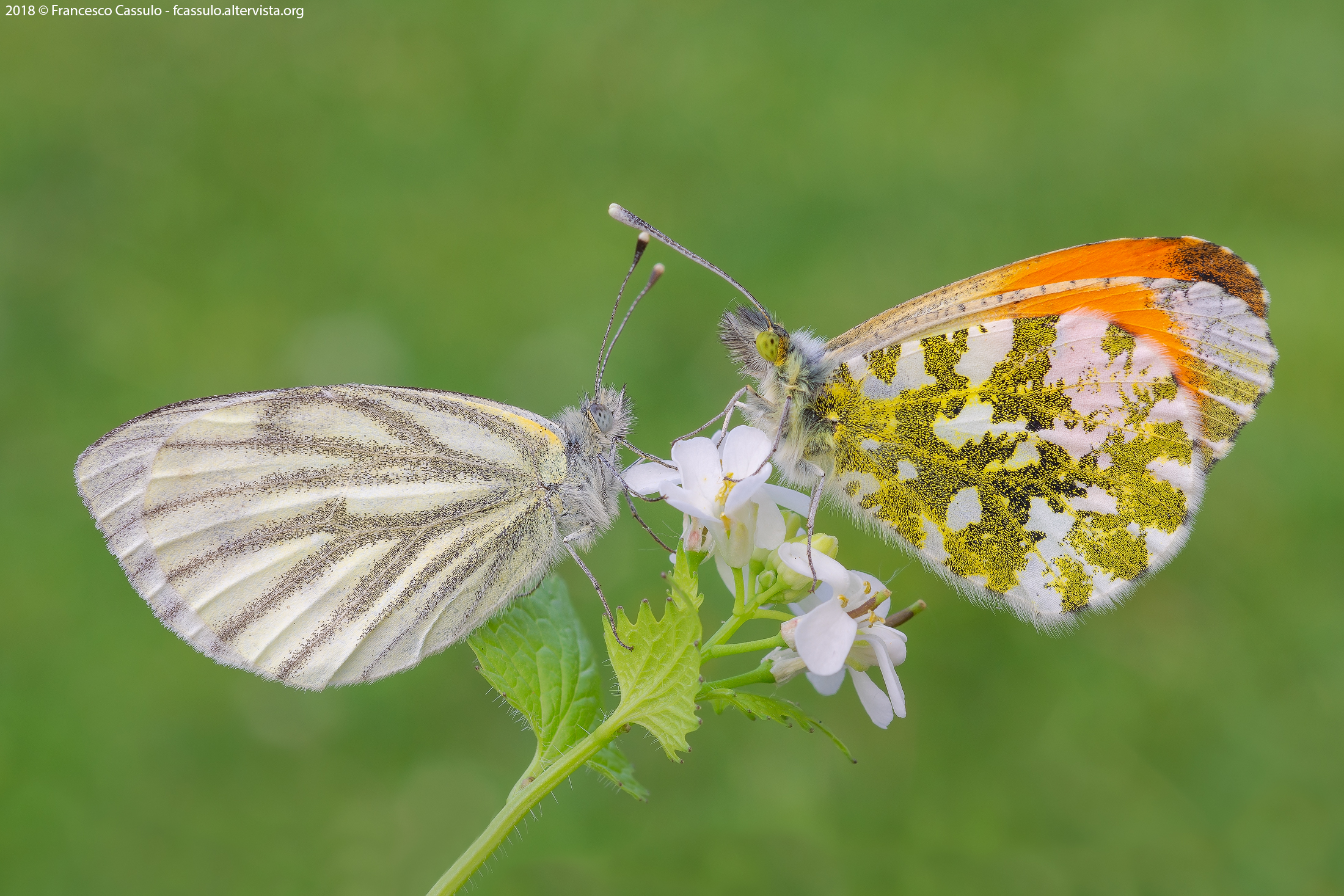 Green-veined white and orange tip
