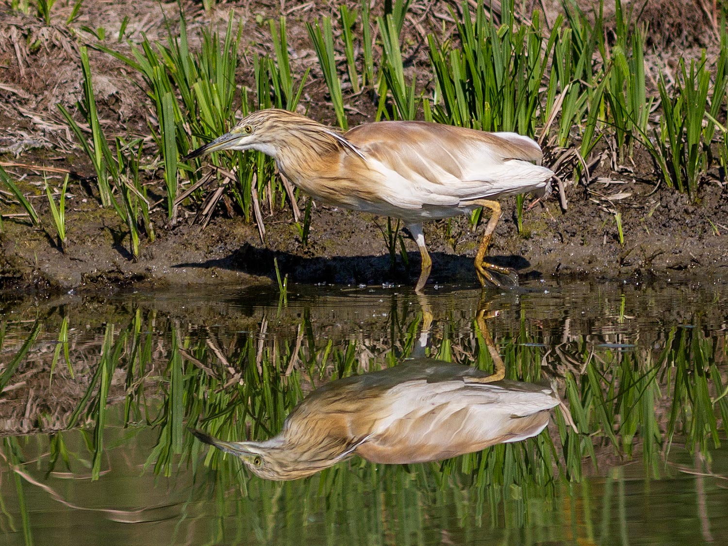 Squacco heron