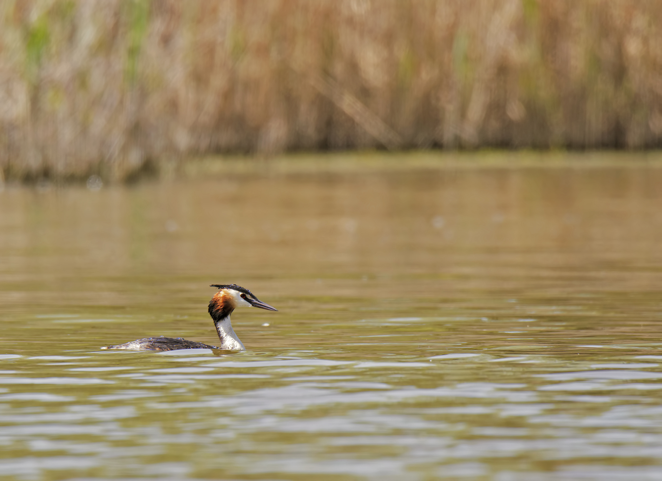 Great Crested Grebe