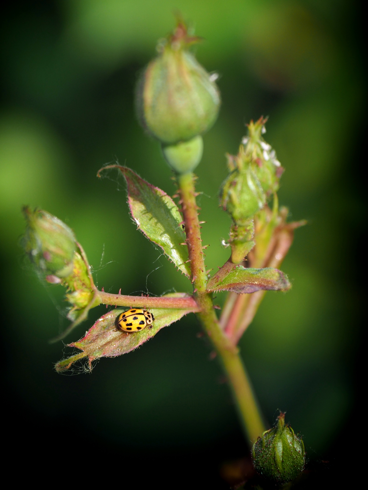 Coccinella gialla