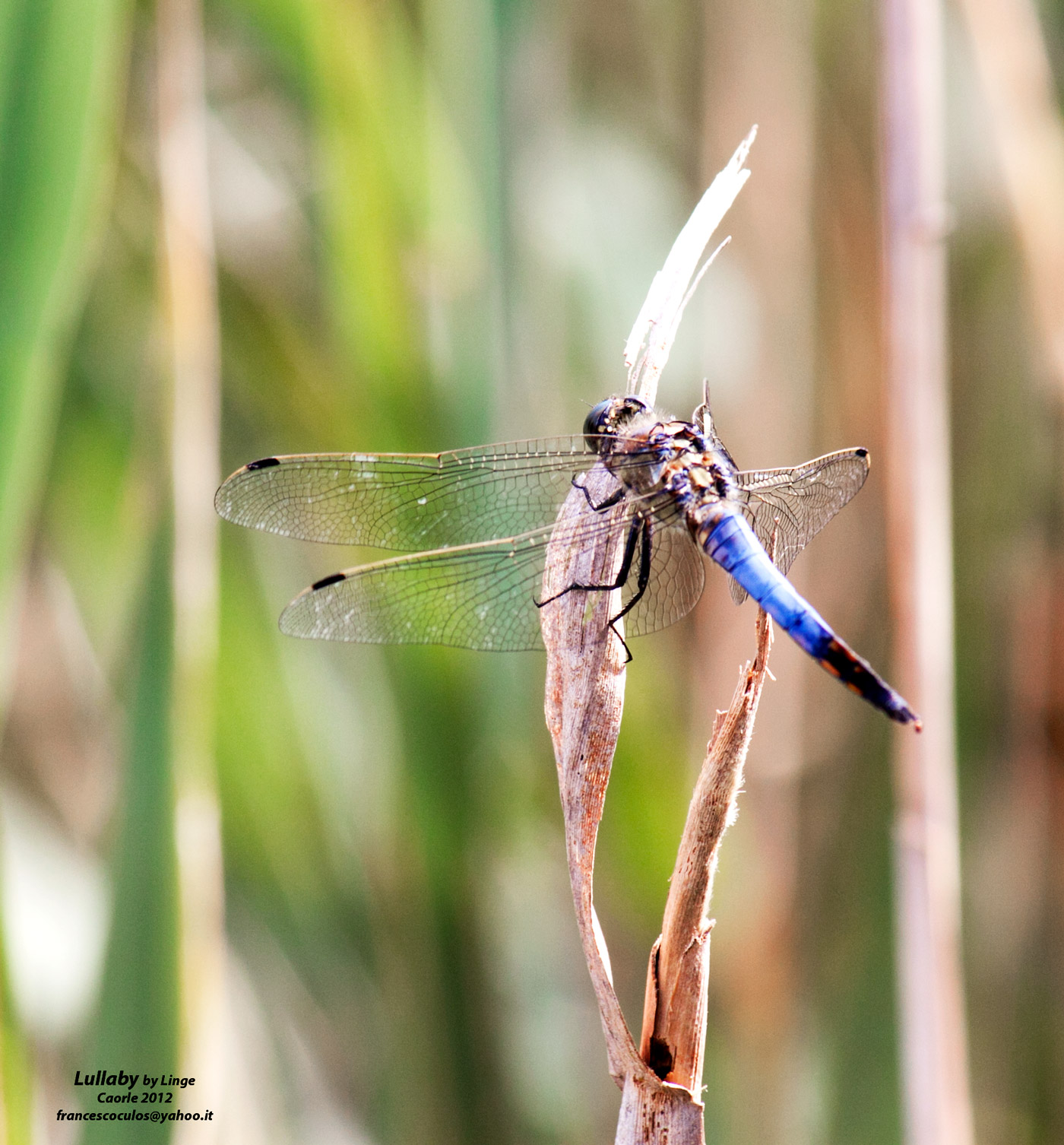 Dragonfly