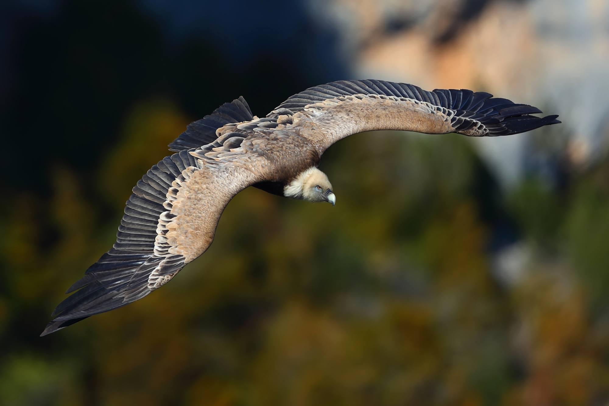 Gryphon on the Verdon Gorge